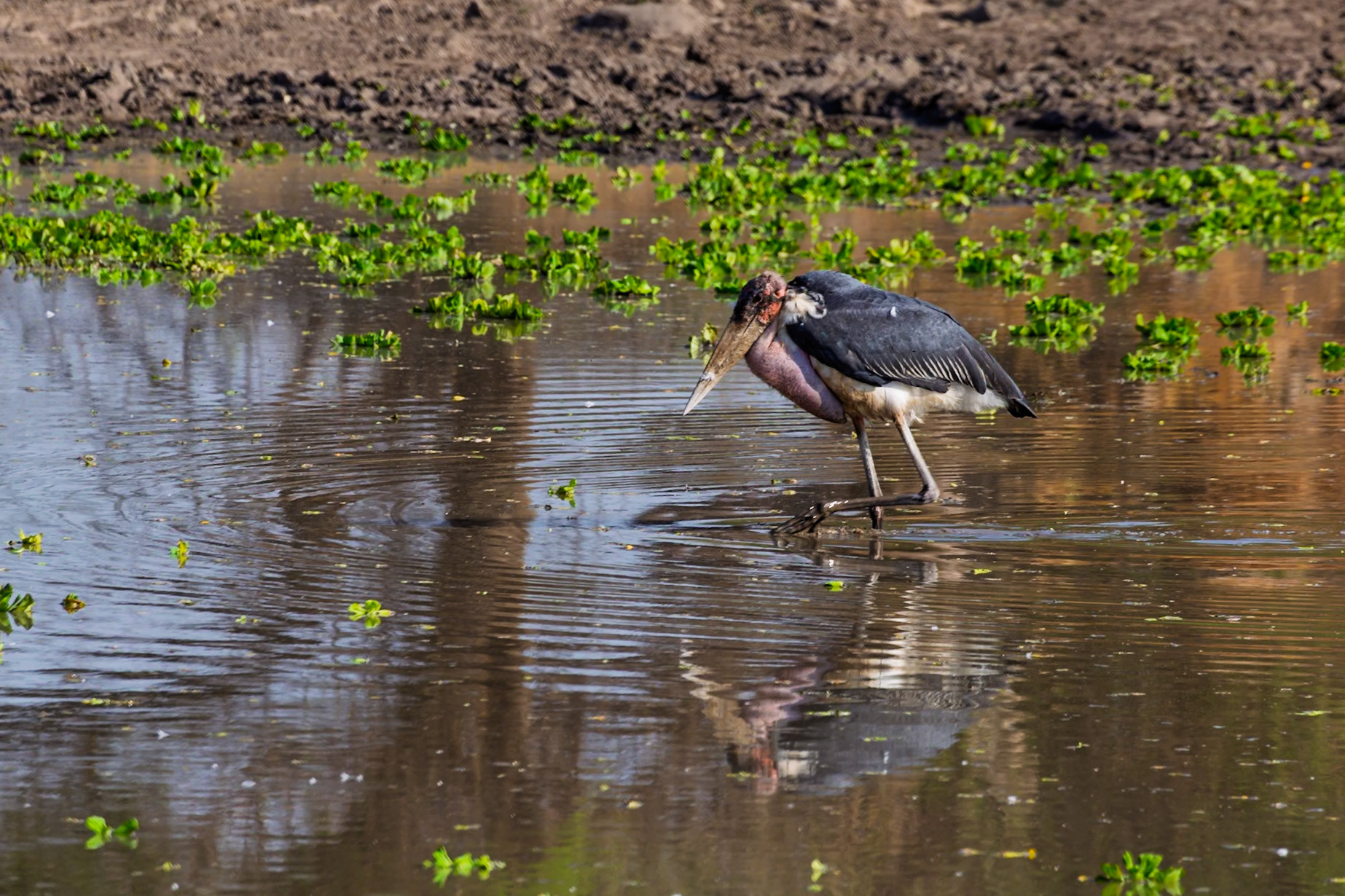 A Marabou Stork wades in a shallow pond in Tanzania's Tarangire National Park, likely searching for food.