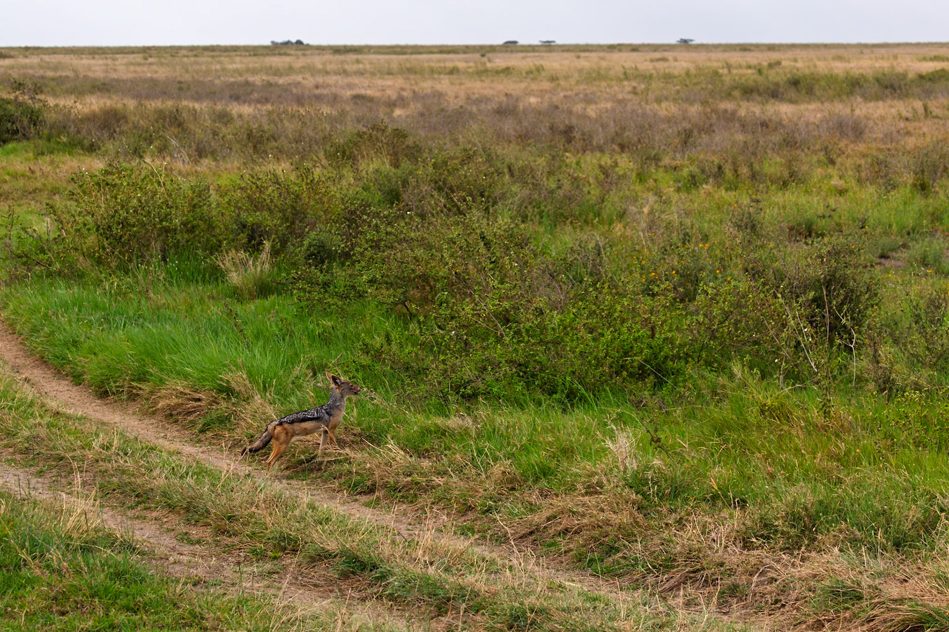 A jackal stands alert on a path in Serengeti National Park, Tanzania, likely searching for prey or watching for danger.