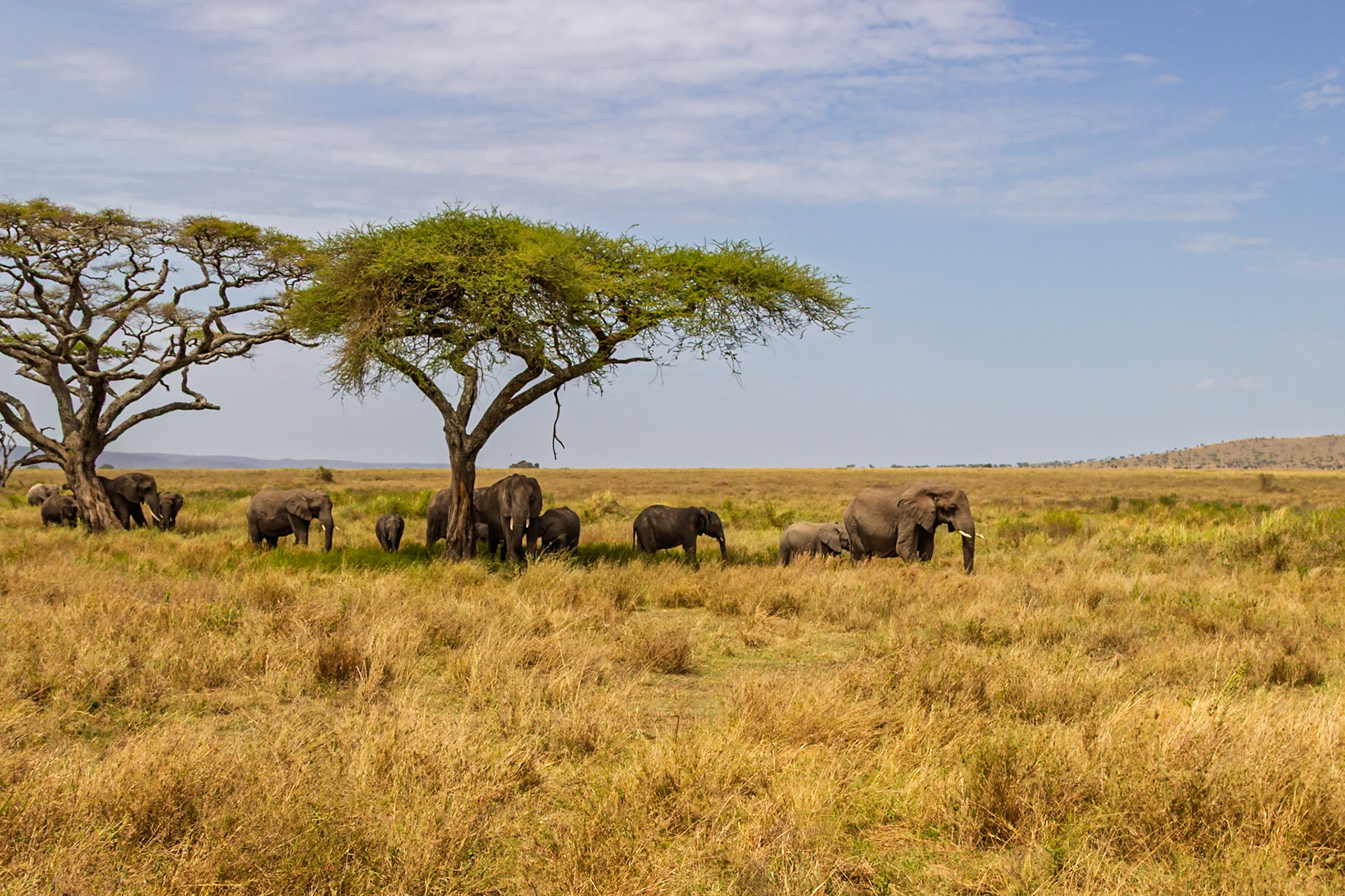 A herd of elephants, including calves, seeks shade under acacia trees in Serengeti National Park, Tanzania.