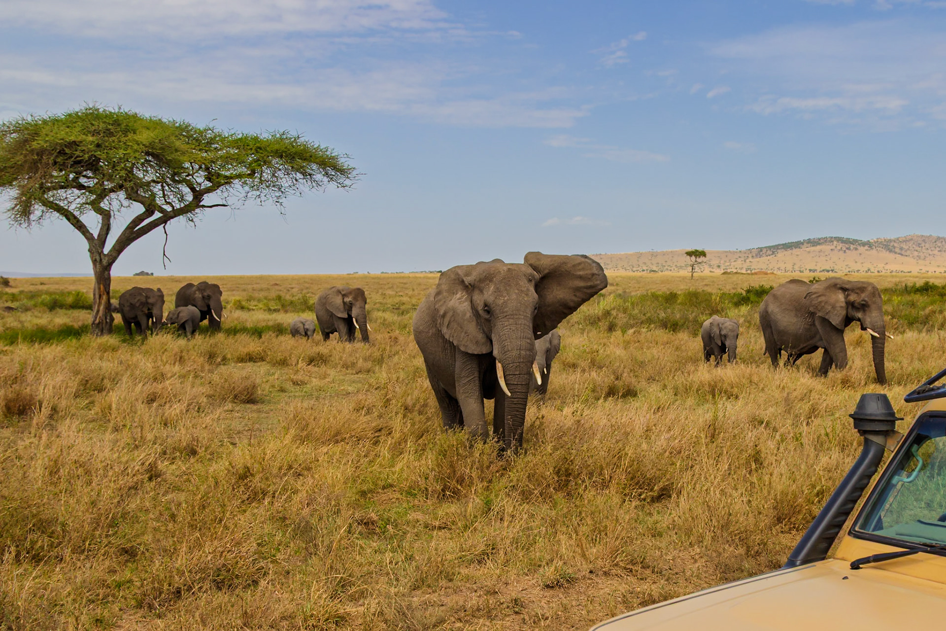 A herd of elephants graze in Serengeti National Park, Tanzania. The safari vehicle offers a close-up view of these majestic creatures.