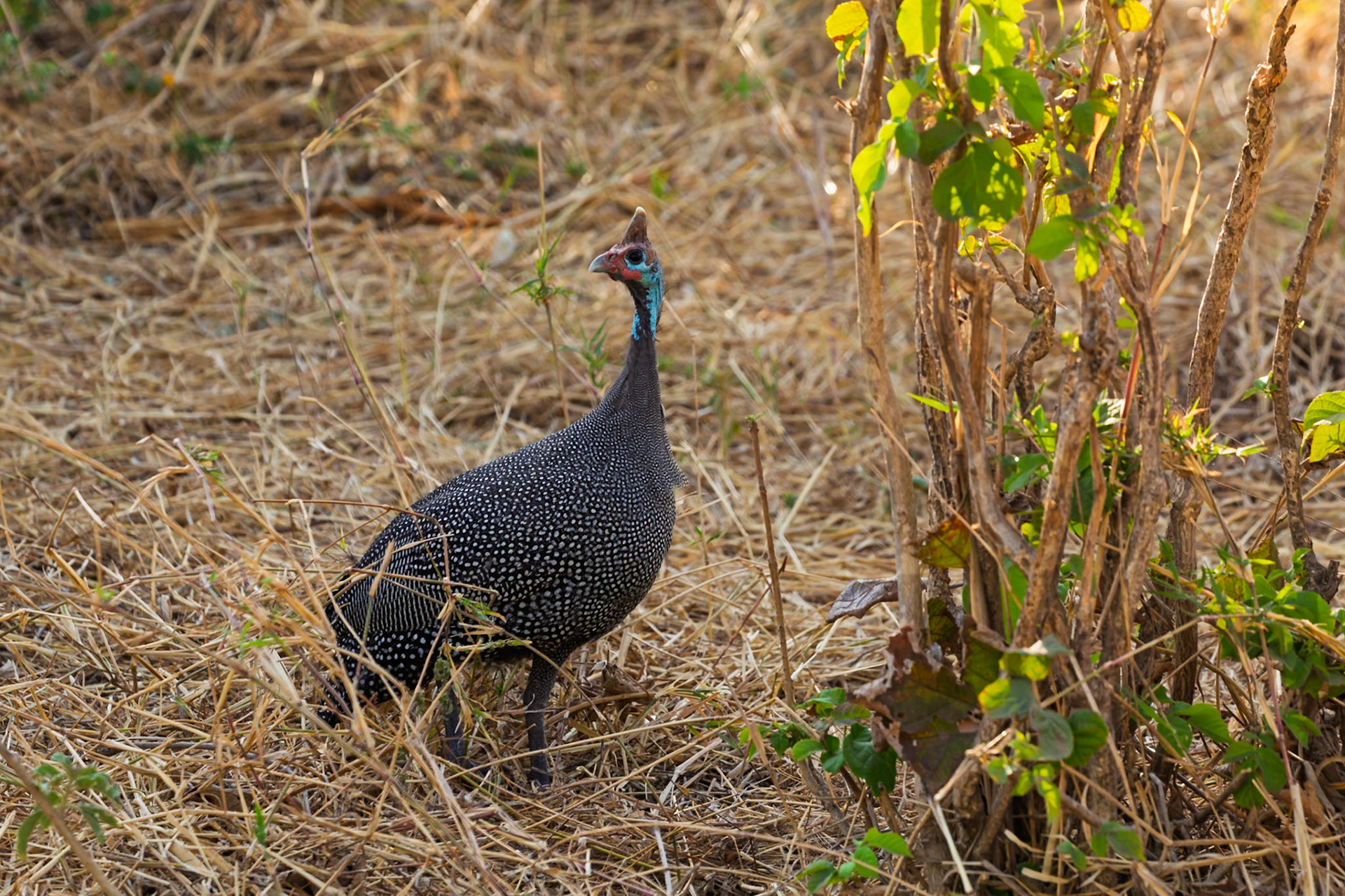 A helmeted guineafowl forages for food in the tall grasses of Tarangire National Park, Tanzania.