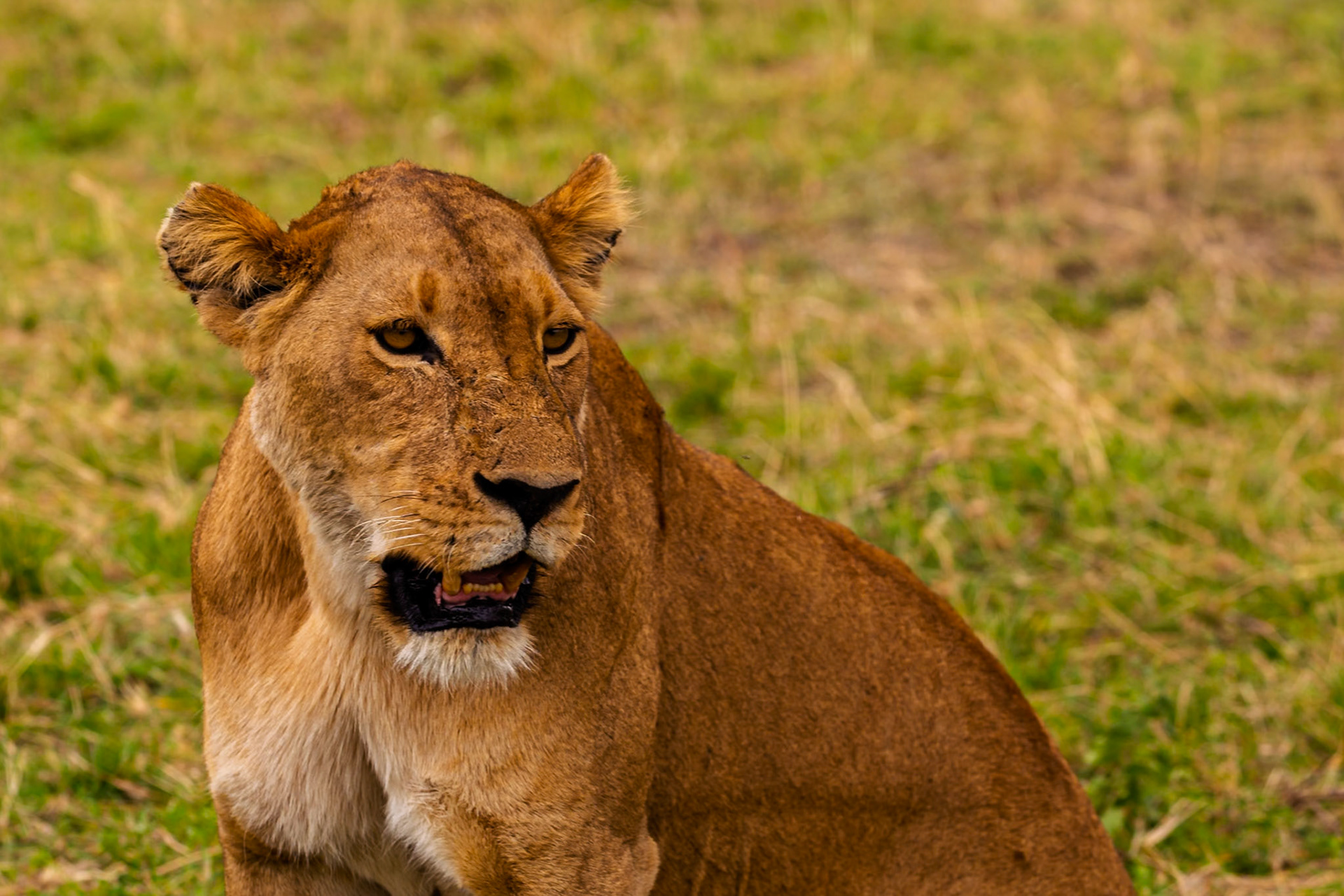 A lioness rests in Serengeti National Park, Tanzania, panting to cool off in the African heat.
