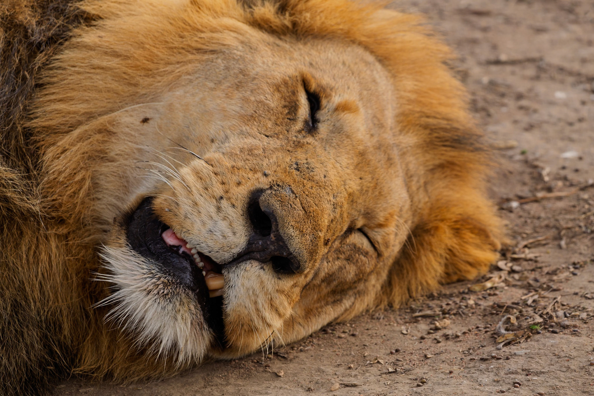 A male lion is sleeping in Serengeti National Park, Tanzania. Lions sleep up to 20 hours a day to conserve energy.