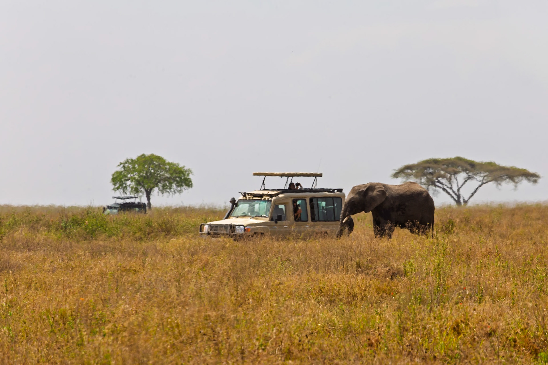 Tourists in Serengeti National Park, Tanzania, observe an elephant from their safari vehicle, capturing the moment with cameras.