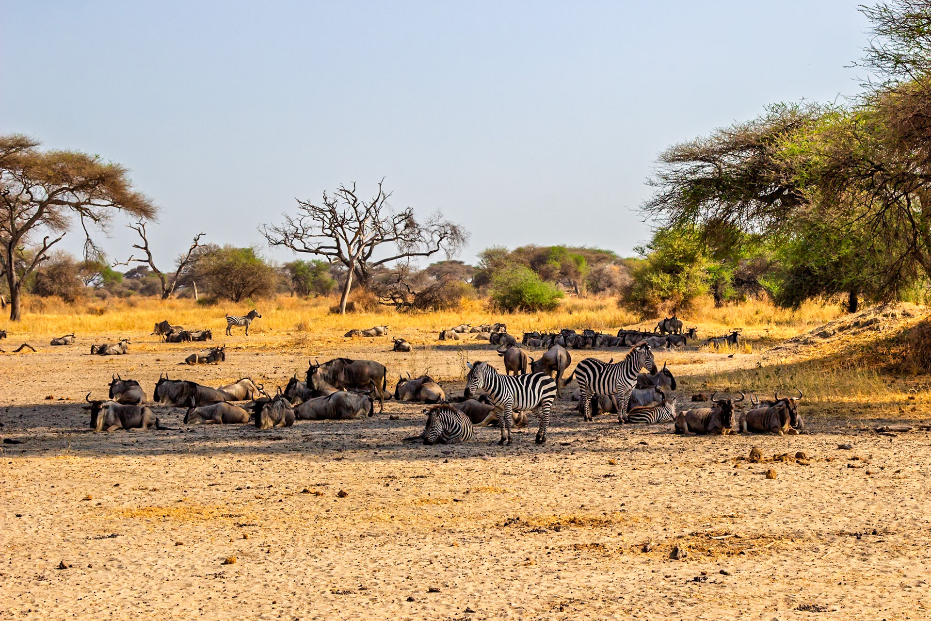 Zebras and wildebeest rest together in Tarangire National Park, Tanzania, likely seeking shade and conserving energy during the heat of the day.