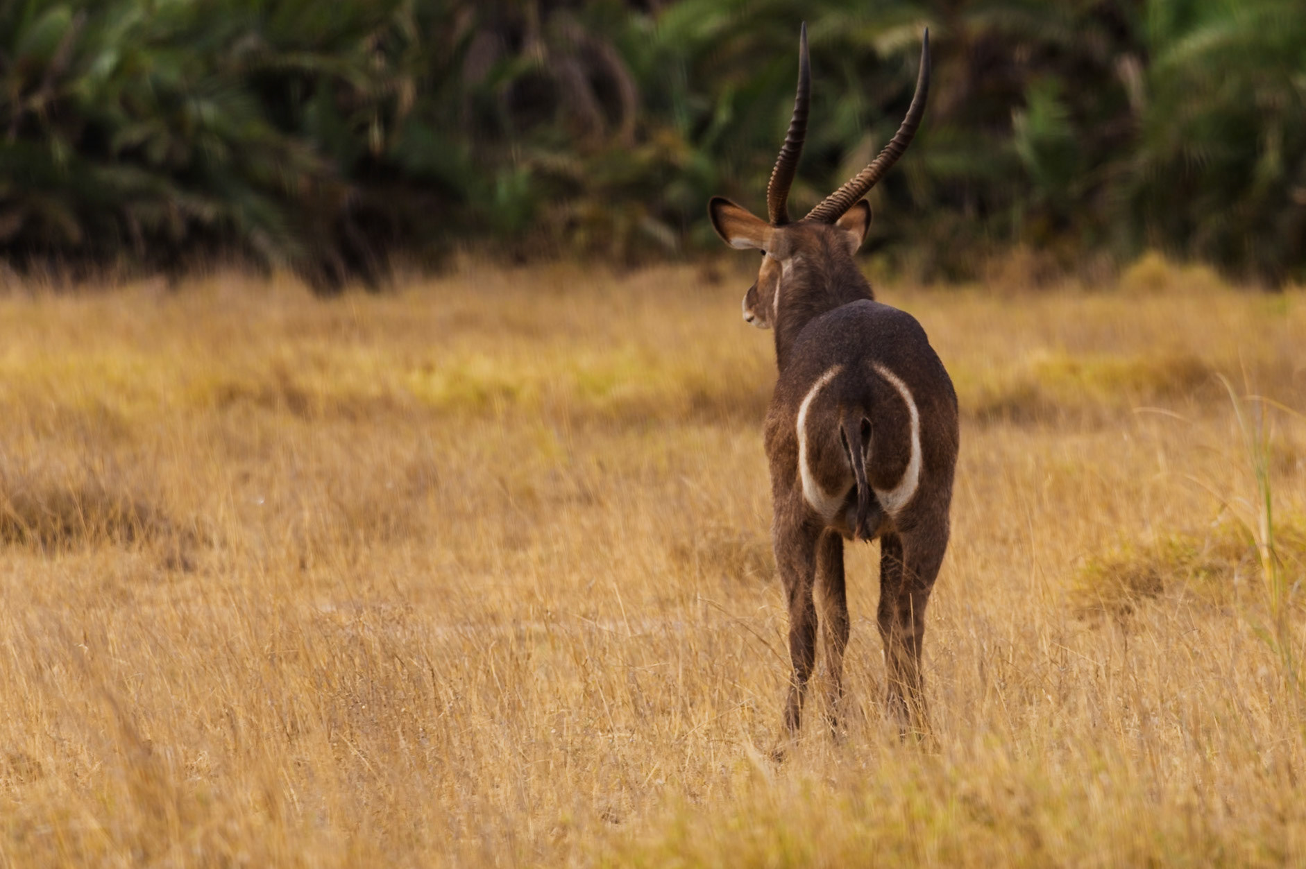 A Waterbuck in Amboseli National Park, Kenya, grazes in the tall grass. The animal is facing away from the camera.