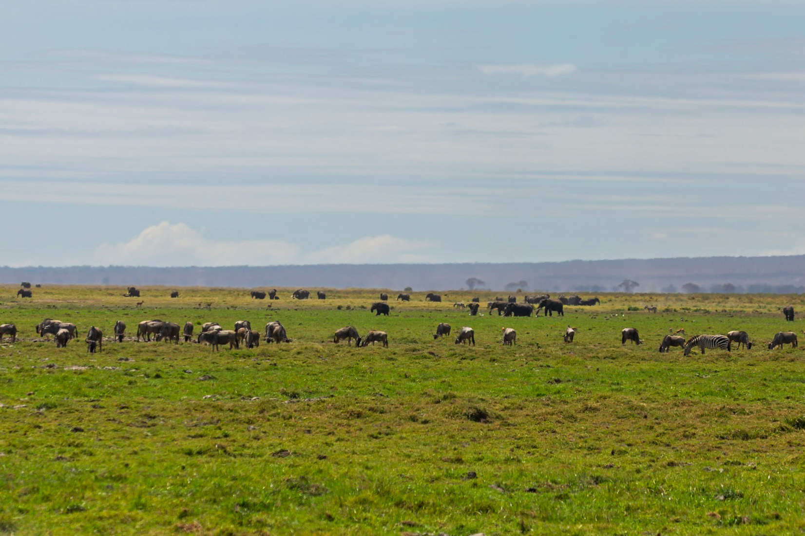 Wildebeest, zebra, and elephants graze in Amboseli National Park, Kenya, coexisting in their natural habitat.
