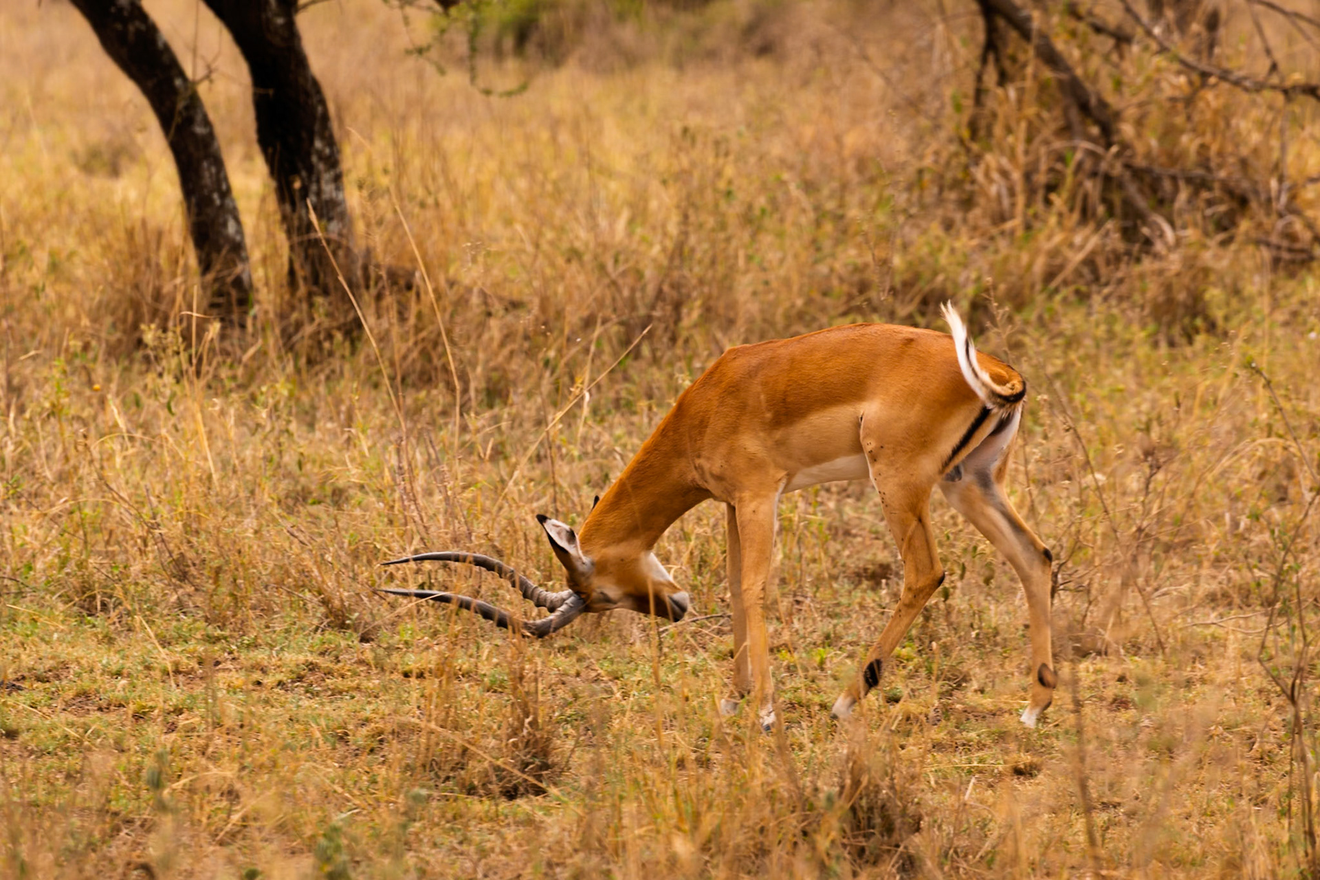 An Impala grazes in Serengeti National Park, Tanzania. It's eating to sustain itself in its natural habitat.