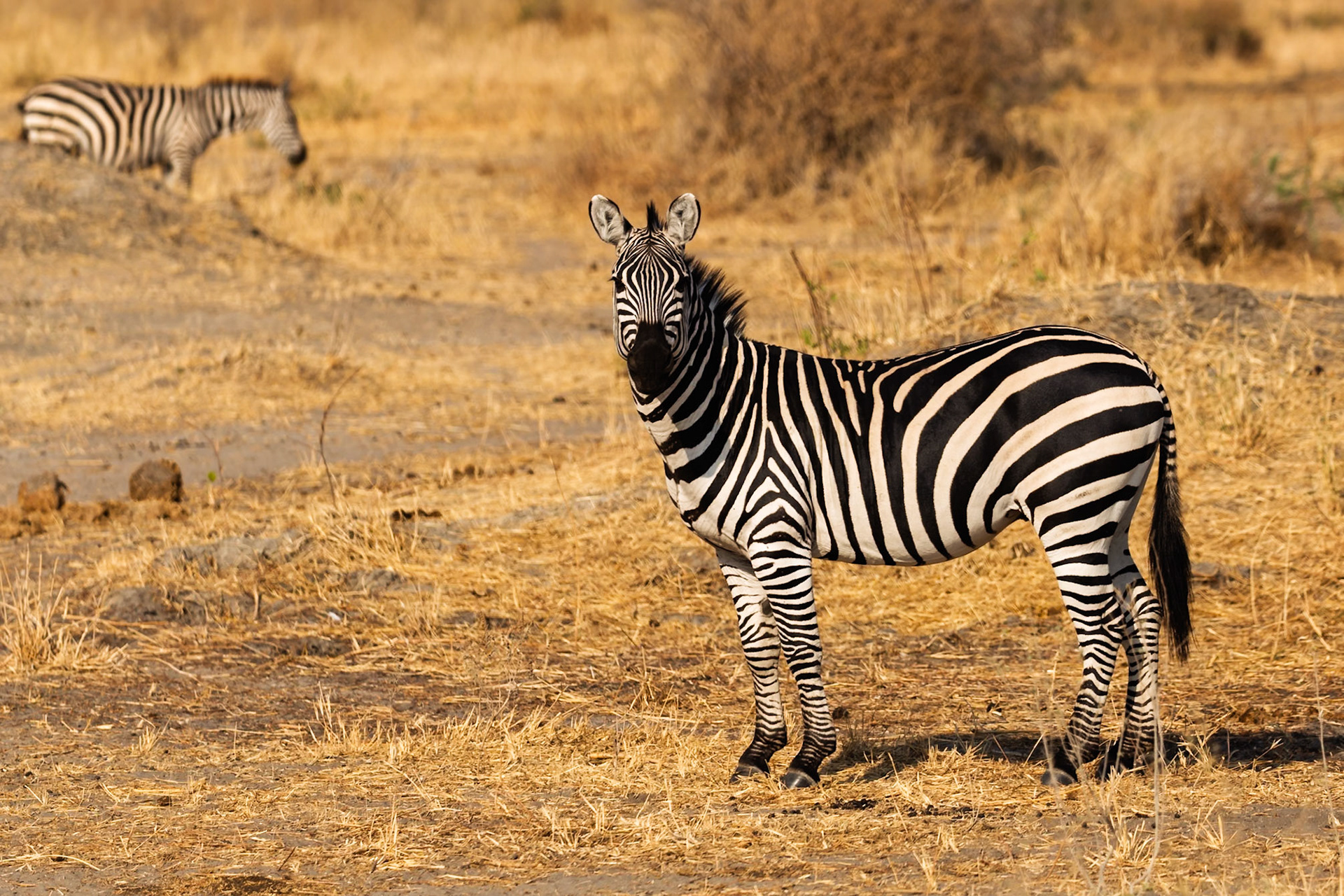 A zebra stands alert in Tarangire National Park, Tanzania, with another in the background, enjoying the dry season landscape.