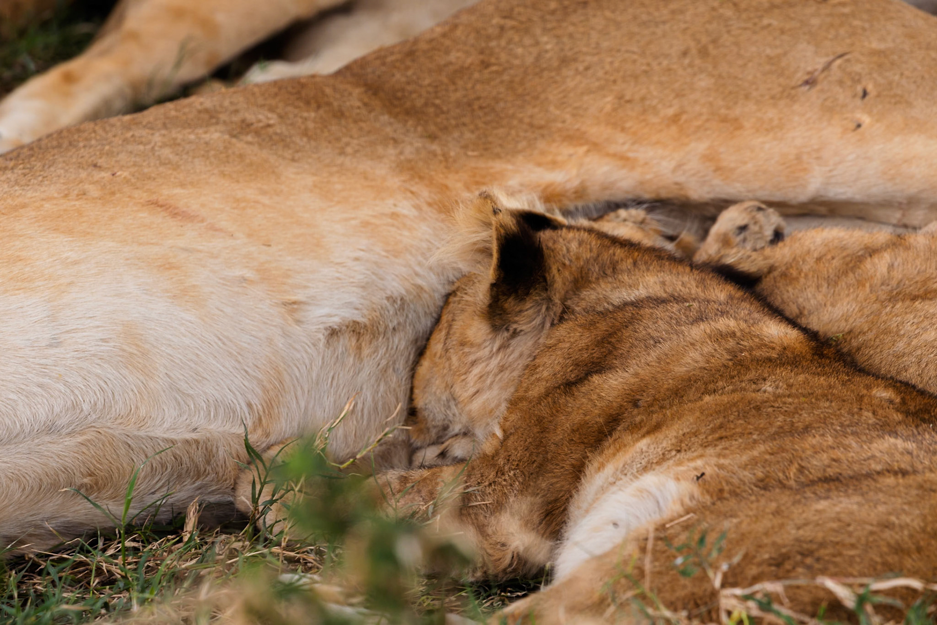 A lion cub nurses from its mother in Serengeti National Park, Tanzania. The cub is getting nourishment and bonding with its mother.