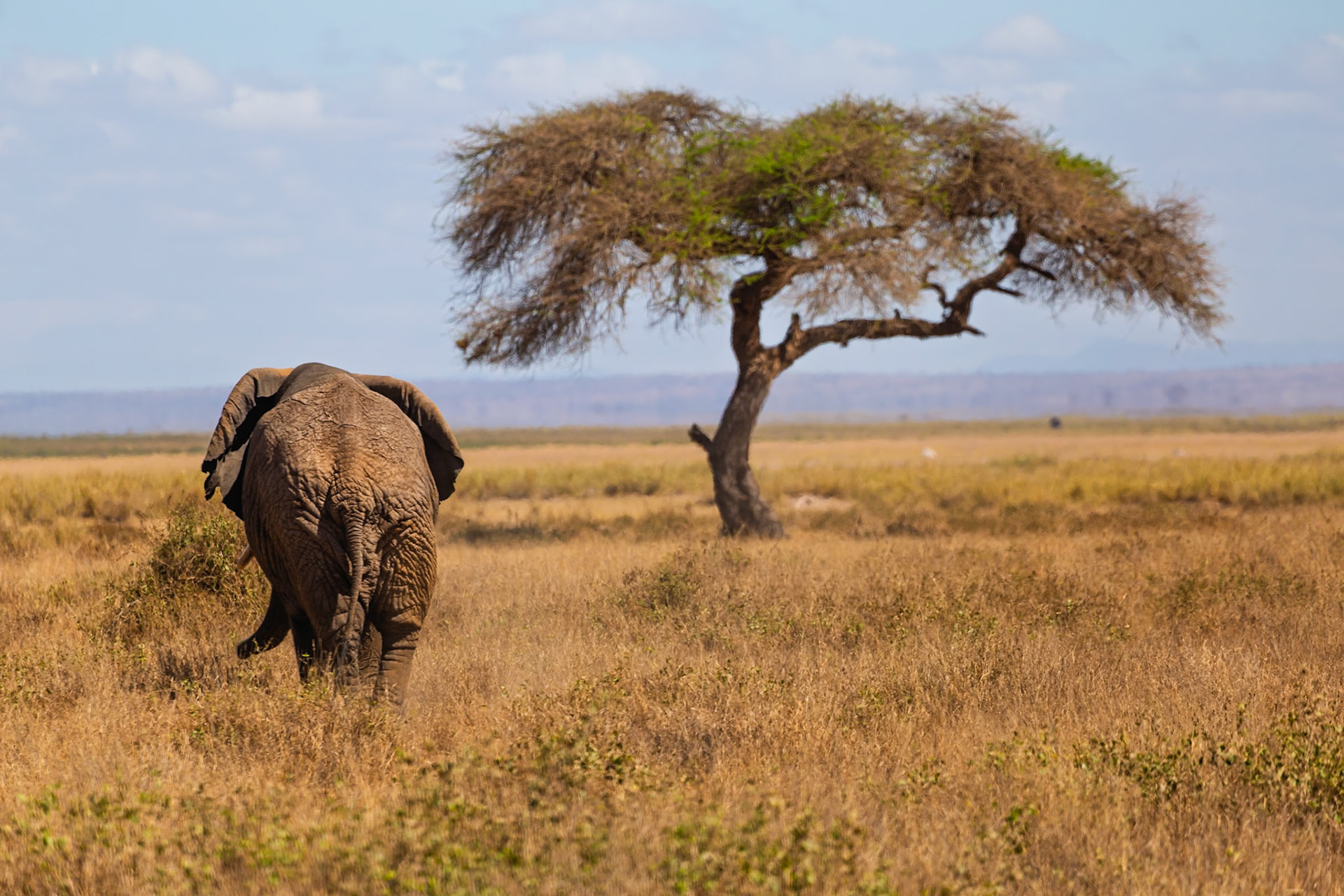 An elephant walks through Amboseli National Park in Kenya, foraging for food in the tall grasses.