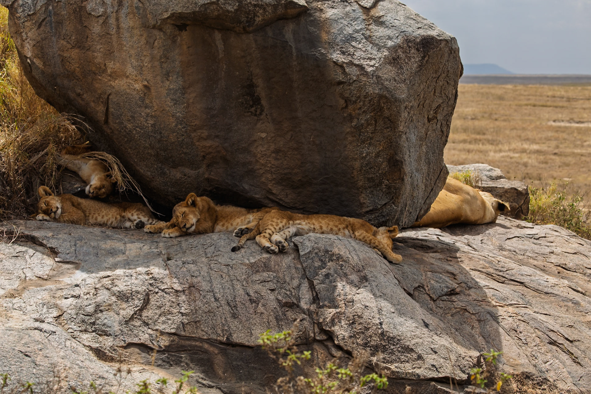 Lion cubs nap on a rock formation in Tanzania's Serengeti National Park, seeking shade from the sun.