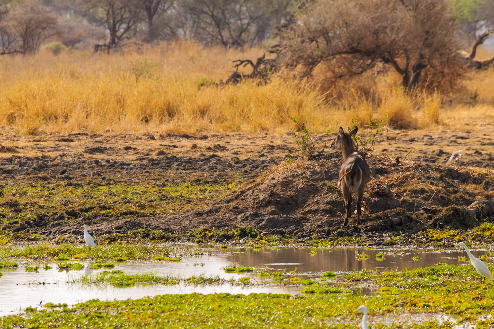 A waterbuck stands by a waterhole with egrets in Tarangire National Park, Tanzania, seeking refreshment in the dry season.