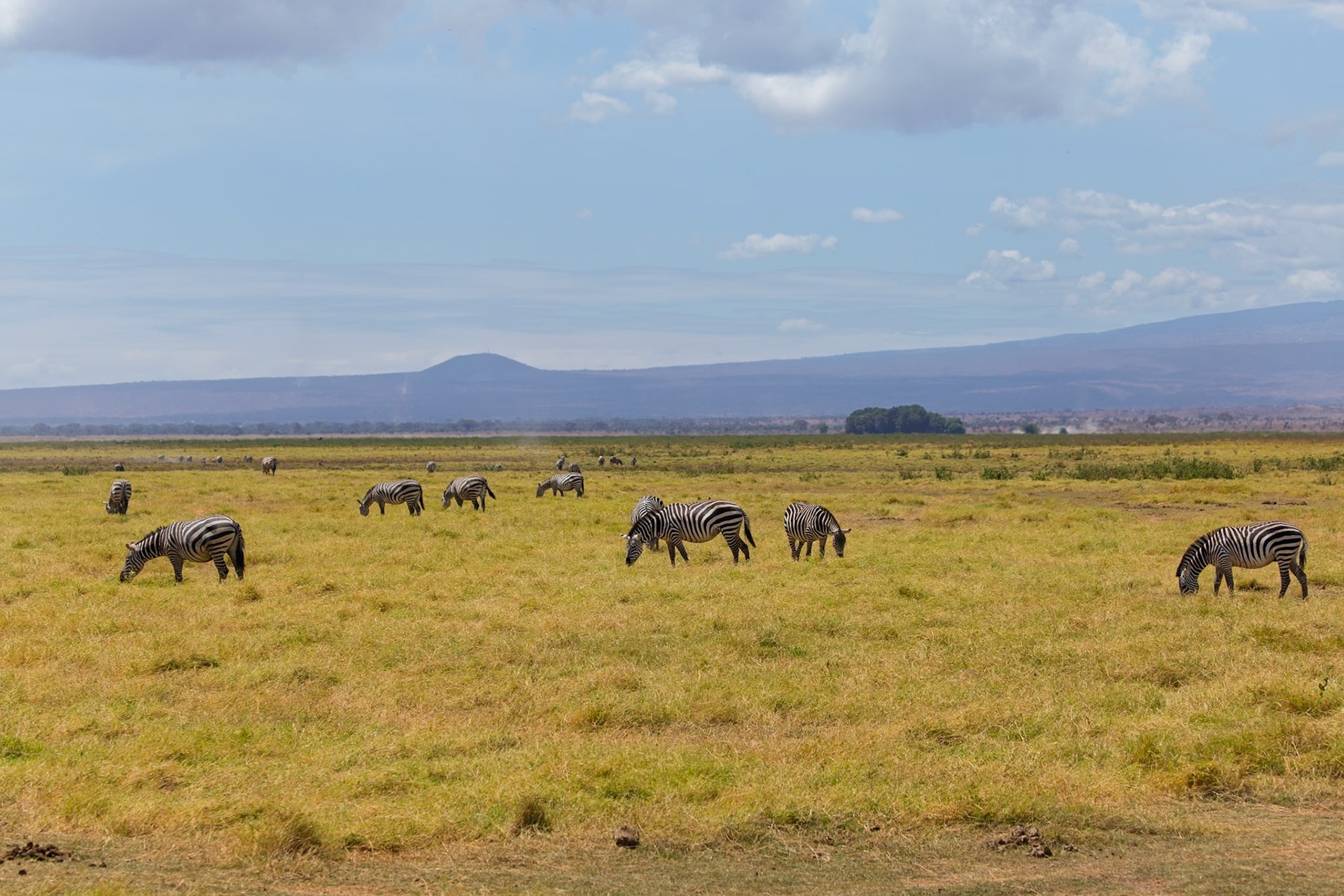 Zebras graze in Amboseli National Park, Kenya. They are eating grass in a field under a partly cloudy sky.
