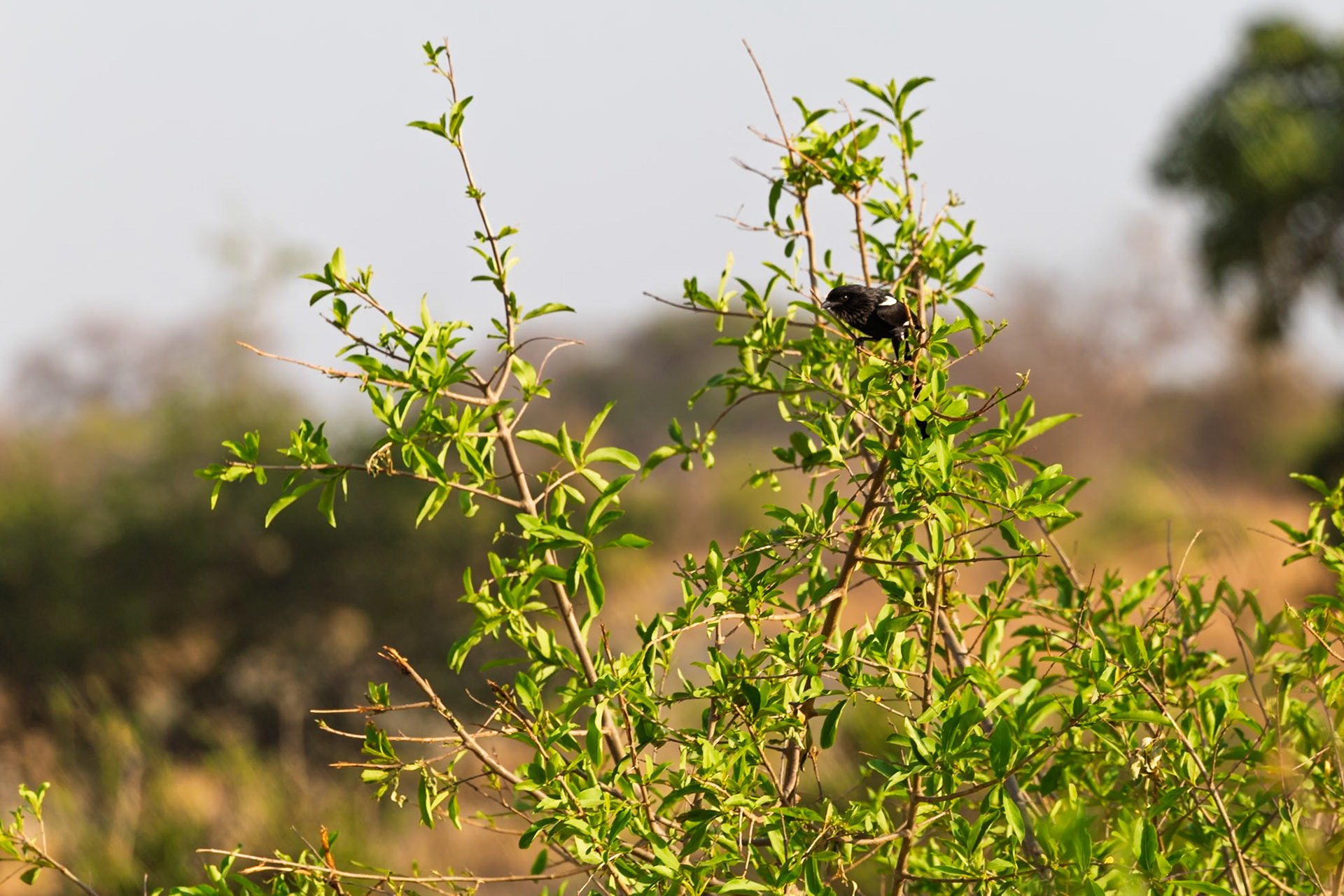 A Northern White-crowned Shrike perches in a tree in Tanzania's Tarangire National Park, possibly looking for food or surveying its territory.