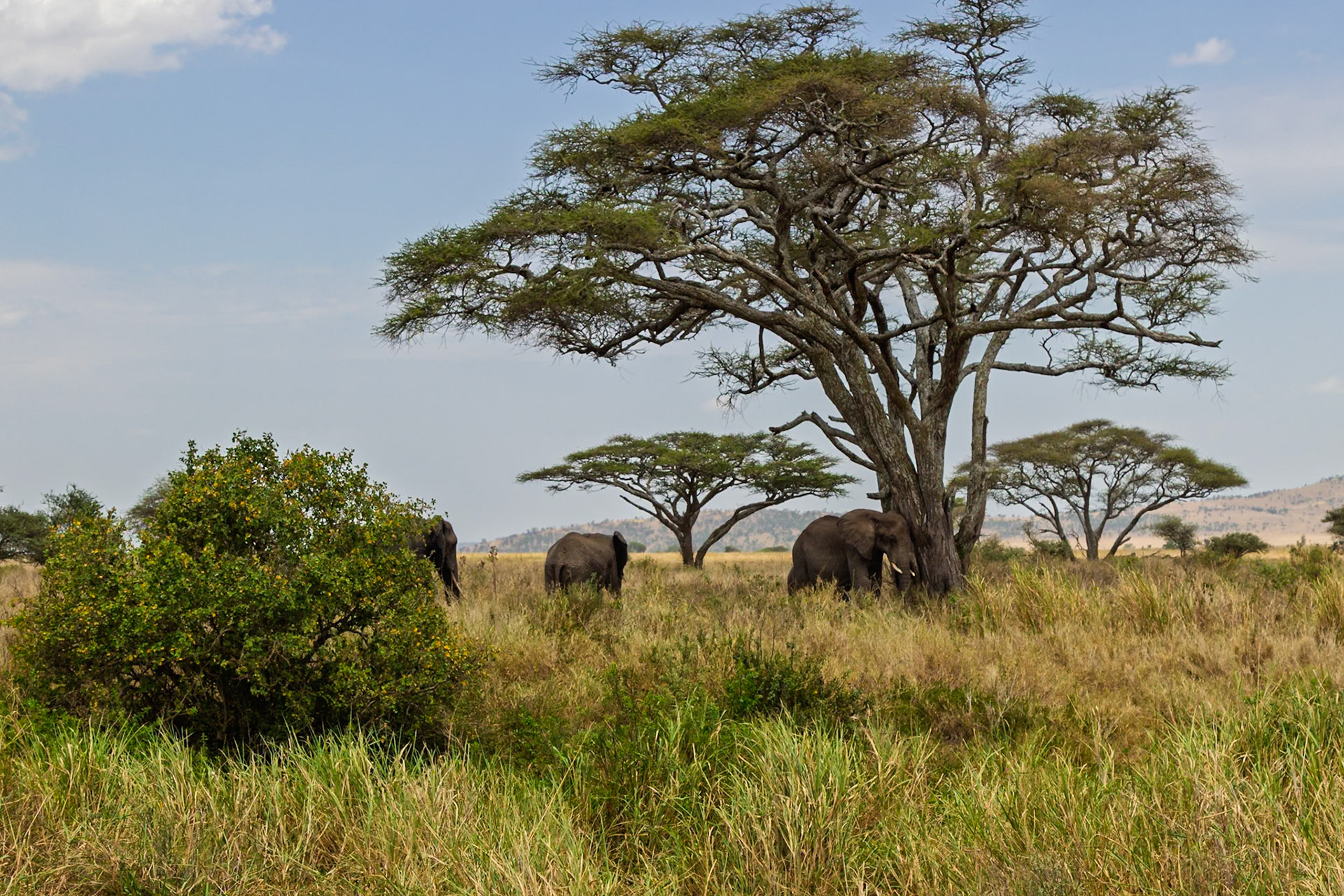 Elephants seek shade under acacia trees in Tanzania's Serengeti National Park, escaping the sun and heat.