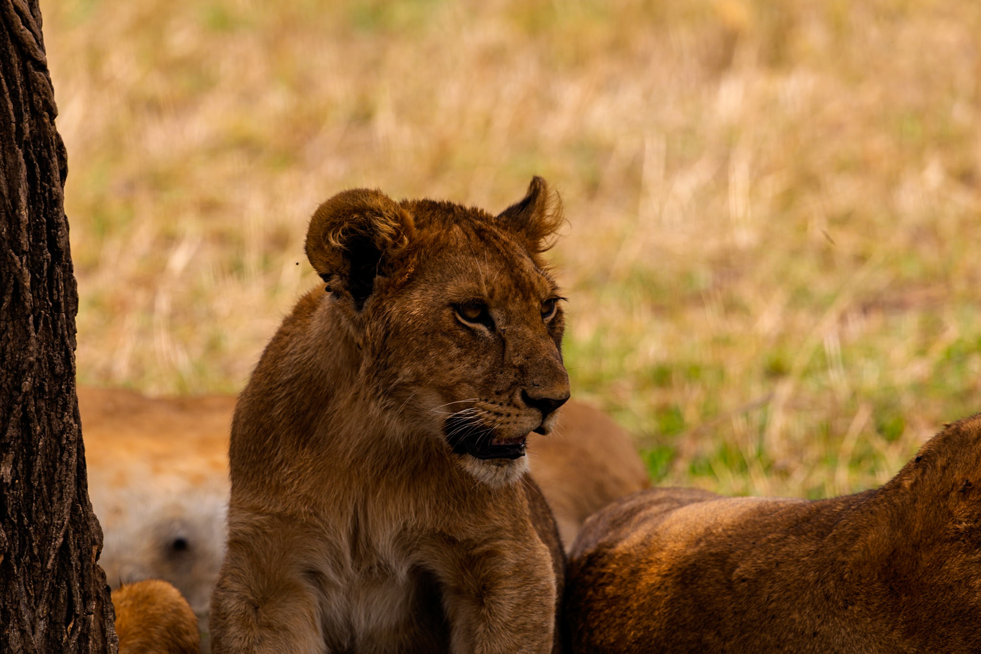 A lion cub rests with its pride in Serengeti National Park, Tanzania, seeking shade from the sun.