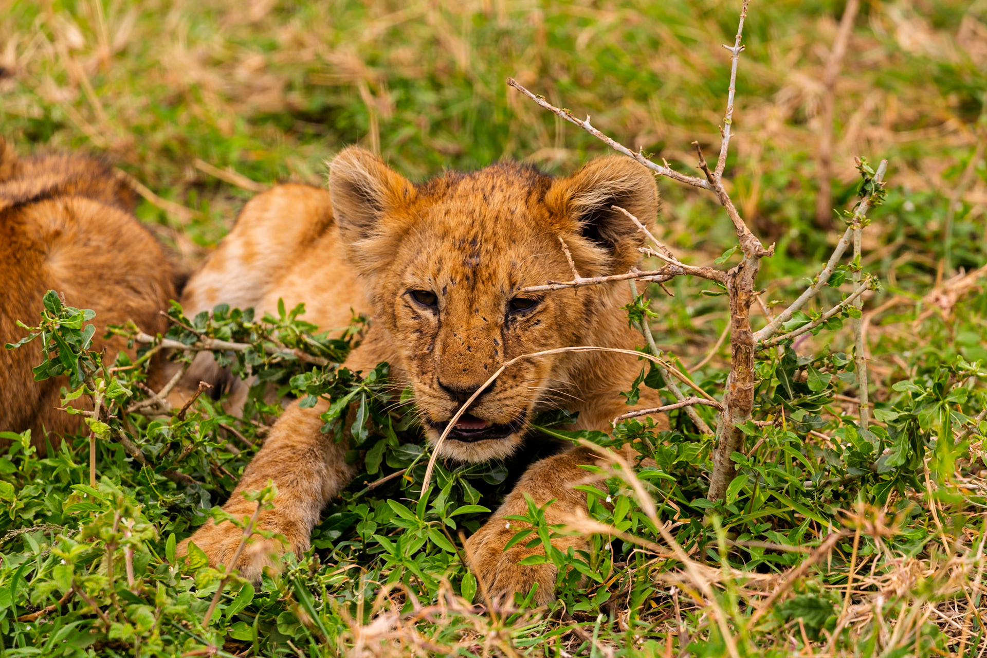 A lion cub rests in the grass in Serengeti National Park, Tanzania. The cub is lying down, surrounded by green vegetation.