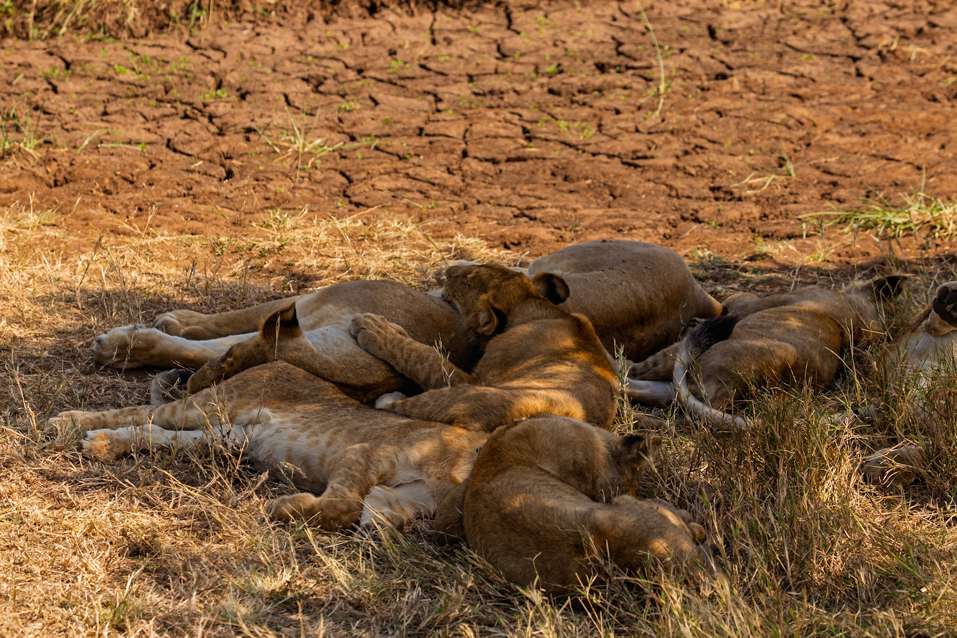 A pride of lions rests in Serengeti National Park, Tanzania. They are likely resting to conserve energy during the heat of the day.