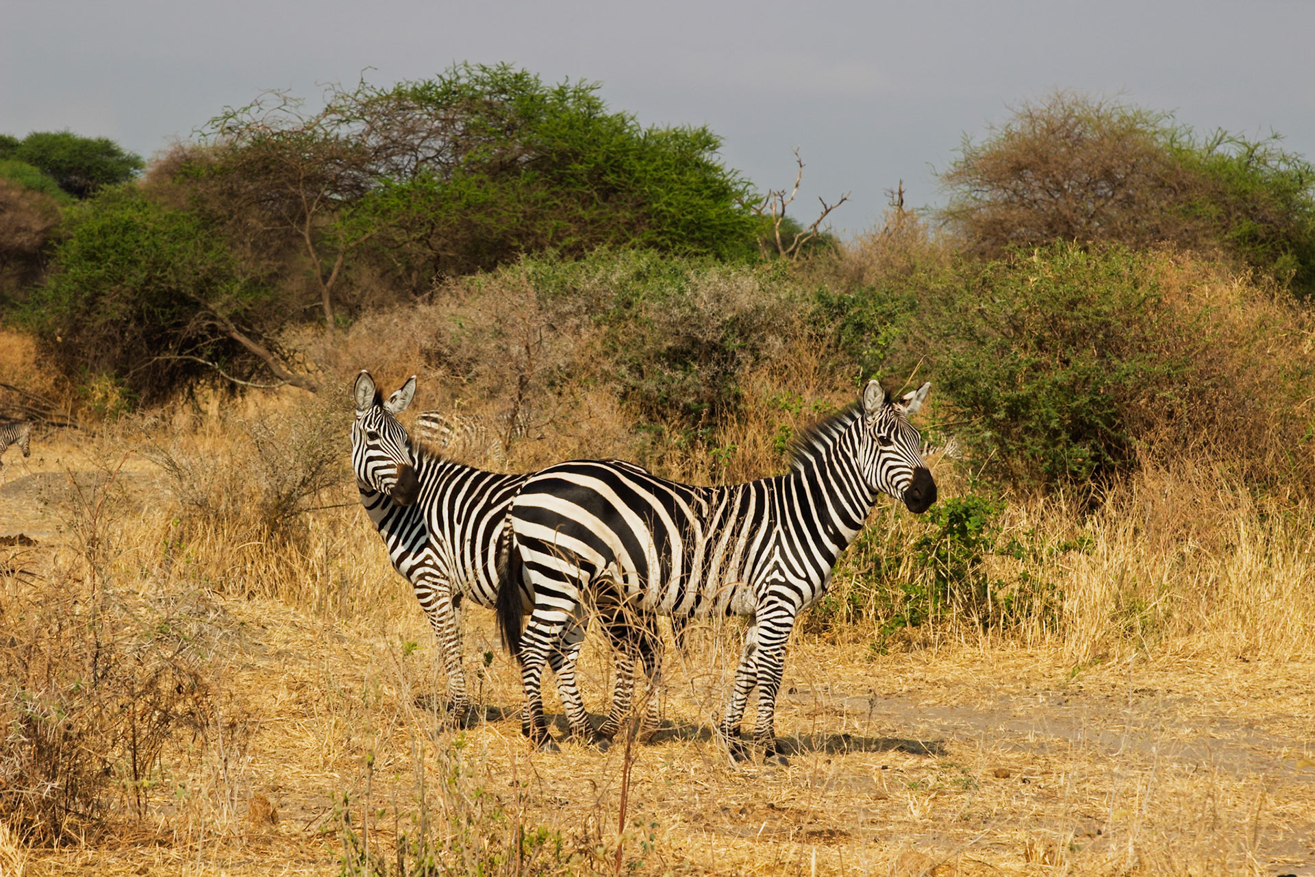 Two zebras stand in the dry savanna of Tarangire National Park, Tanzania, one looking back, vigilant in their natural habitat.