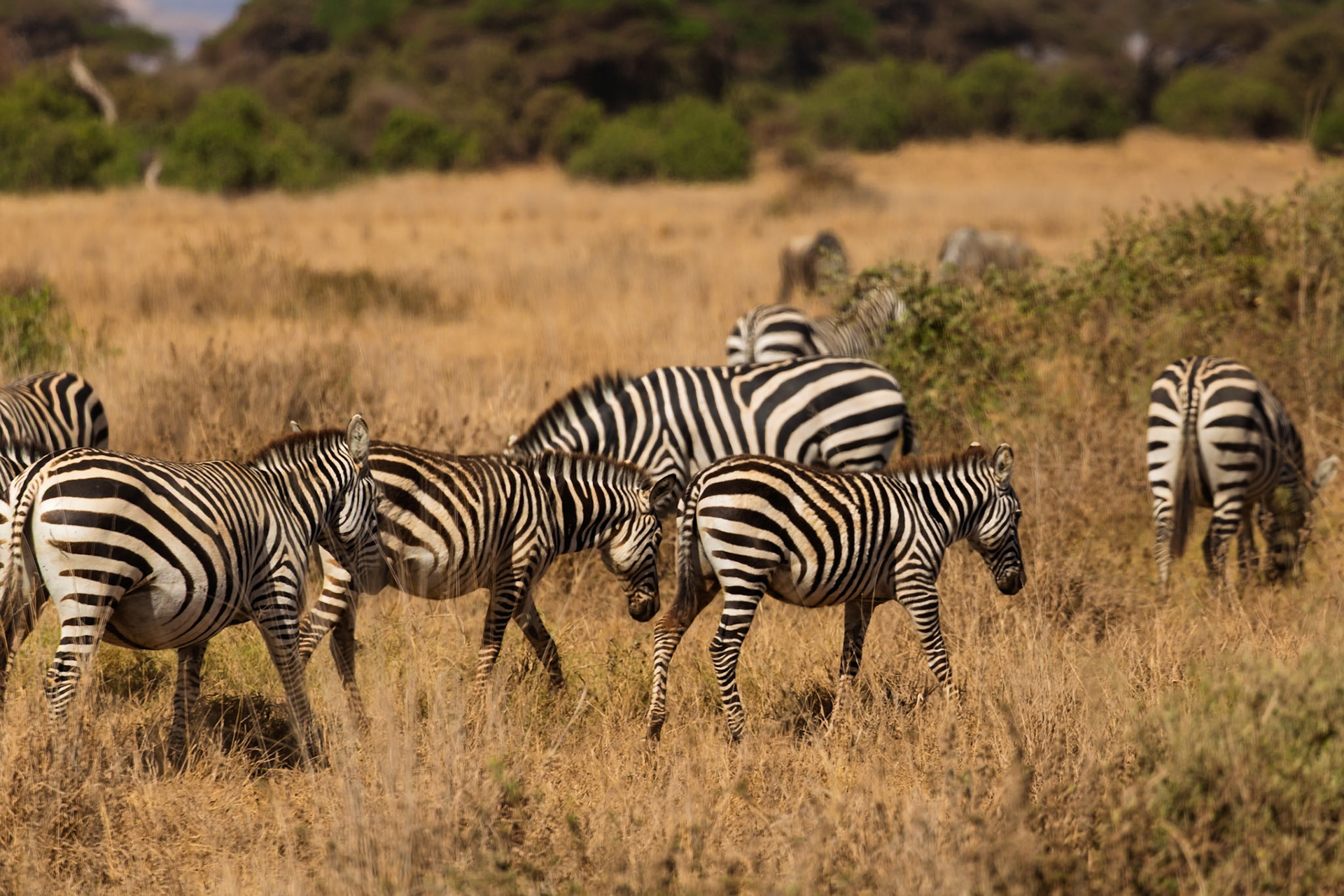 A dazzle of zebras graze in Amboseli National Park, Kenya, seeking sustenance in the golden savanna.