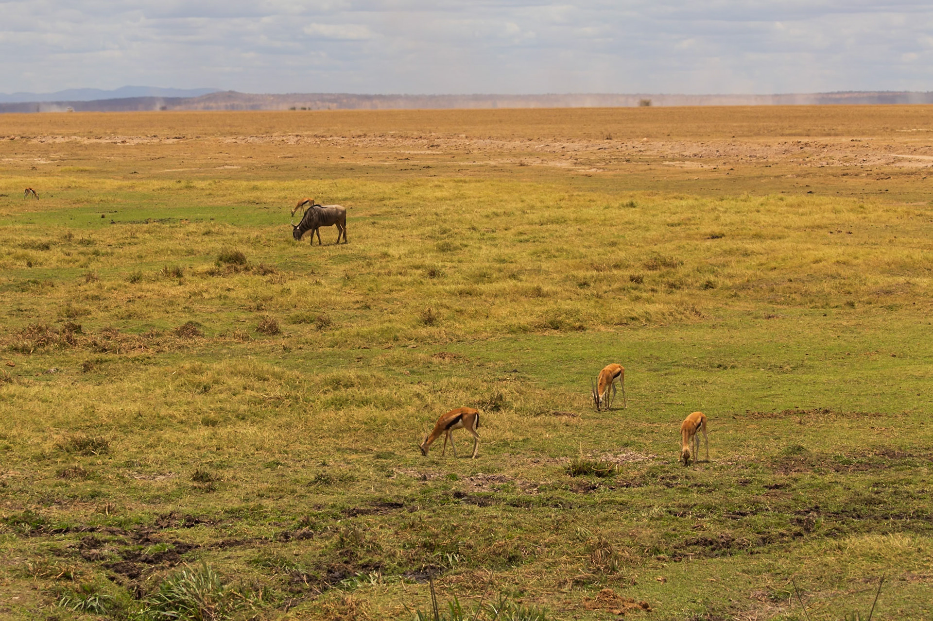 Wildebeest and gazelle graze in Amboseli National Park, Kenya, seeking sustenance in the vast, open landscape.