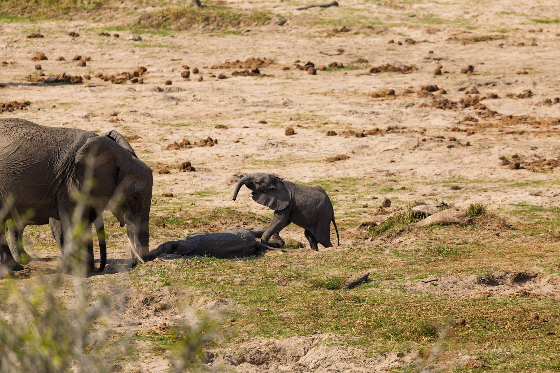 In Tarangire National Park, Tanzania, a baby elephant nudges a fallen calf while an adult stands by, a poignant scene of loss and family care.