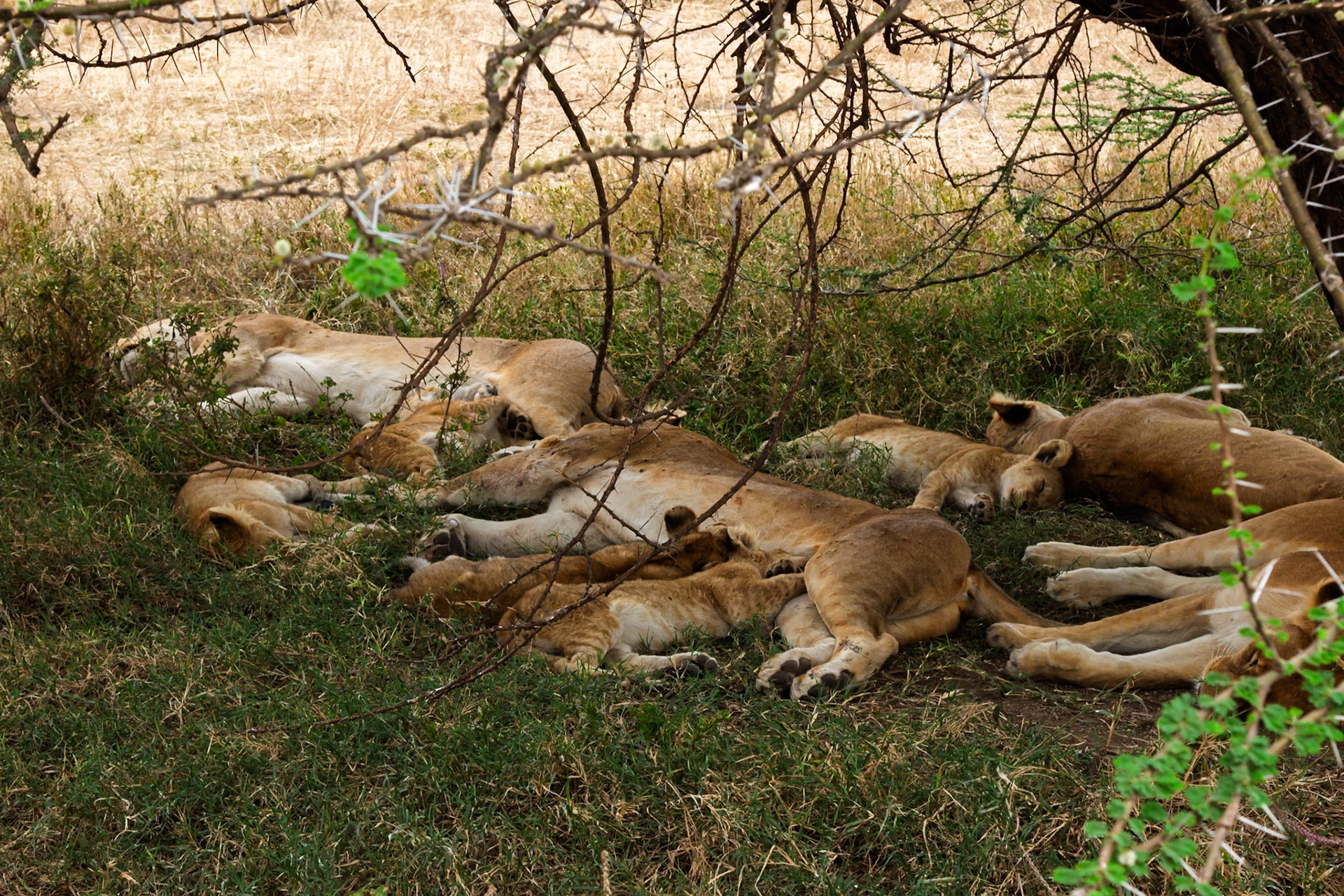 A pride of lions rests in the shade in Tanzania's Serengeti National Park, some cubs nurse while others sleep.
