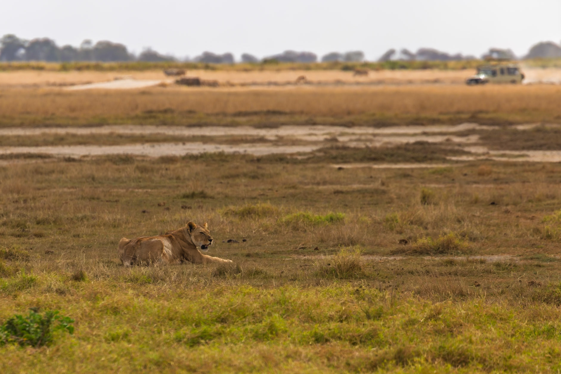 A lion rests in Amboseli National Park, Kenya, as a safari vehicle drives by in the background.
