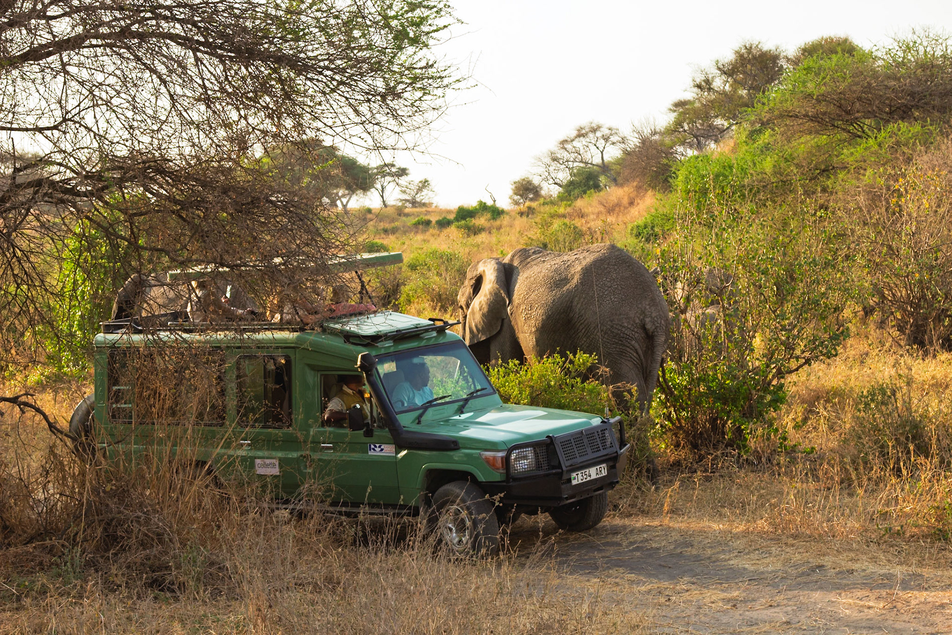 Tourists and their driver on a safari in Tarangire National Park, Tanzania, observing an elephant in the bush.