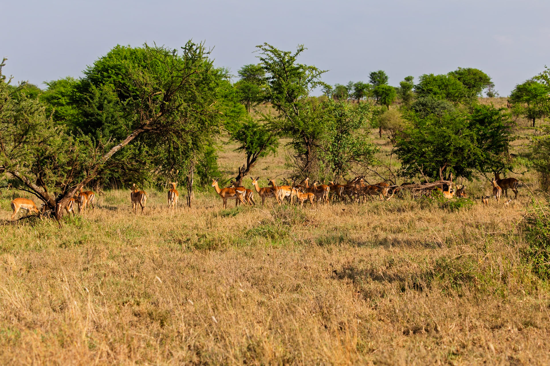 A herd of Impala graze in Serengeti National Park, Tanzania, seeking shade and sustenance in the dry, grassy landscape.