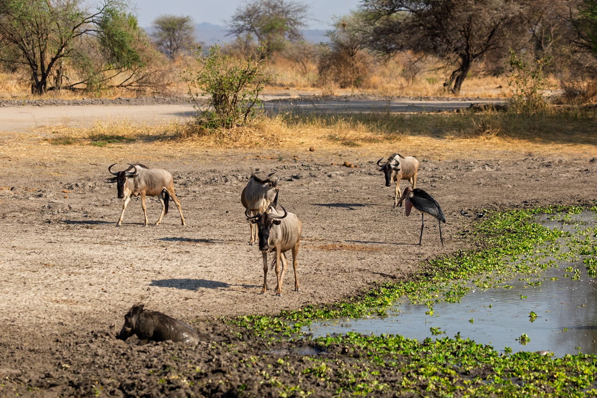 Wildebeest and a Maribou Stork gather at a watering hole in Tarangire National Park, Tanzania, seeking refreshment in the heat.