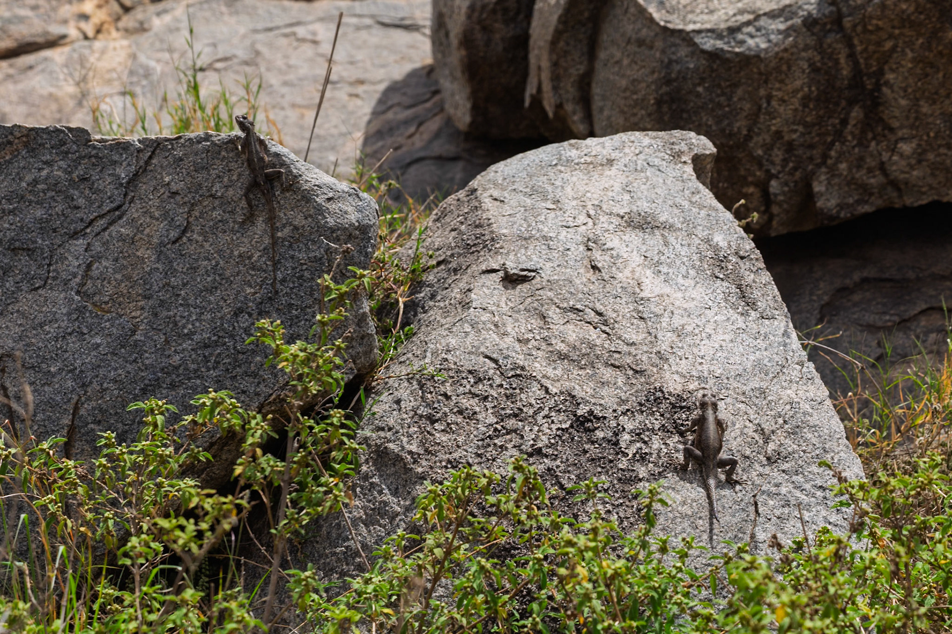 Lizards bask on rocks in Serengeti National Park, Tanzania, blending with their surroundings for thermoregulation and predator avoidance.