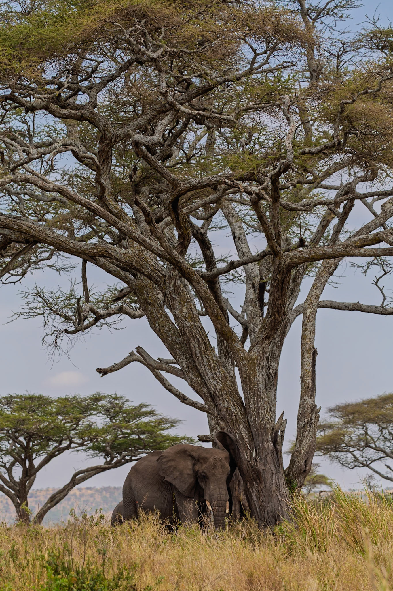 An elephant rests against a tree in Tanzania's Serengeti National Park, seeking shade from the sun.