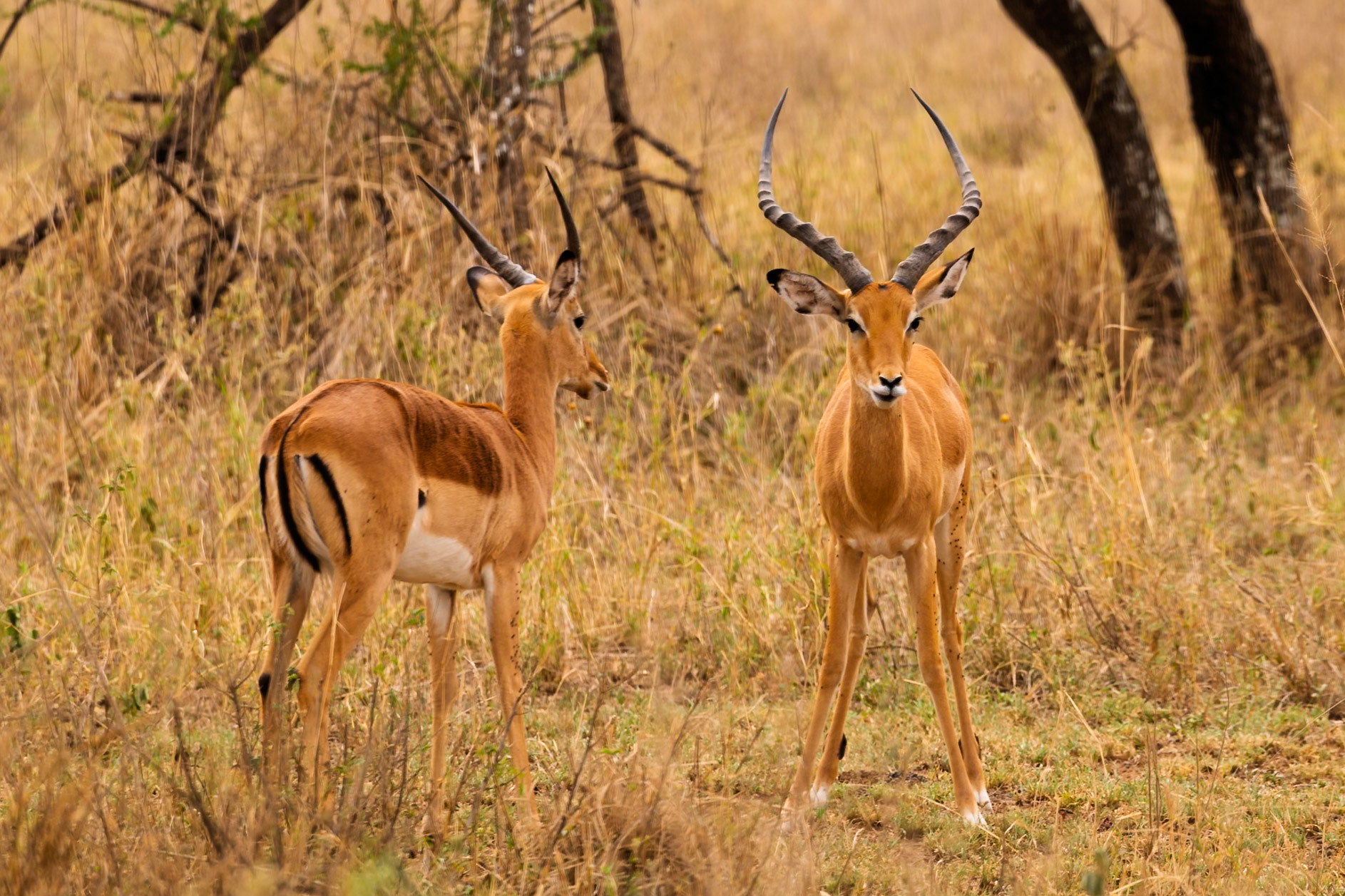 Two Impala are standing in the Serengeti National Park, Tanzania. They are alert and looking around, possibly for predators.