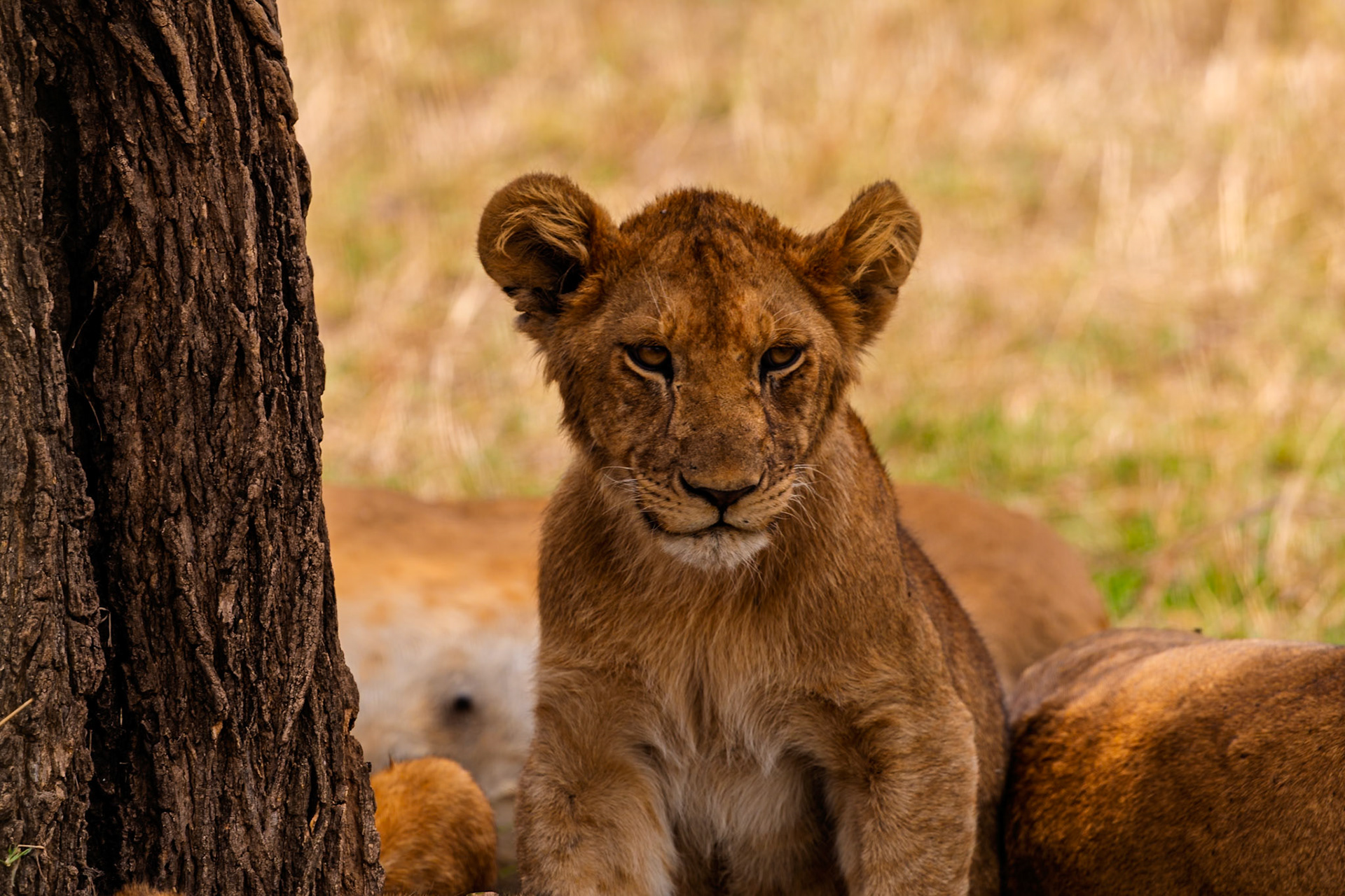 A lion cub rests by a tree in Tanzania's Serengeti National Park, seeking shade and protection with its pride.