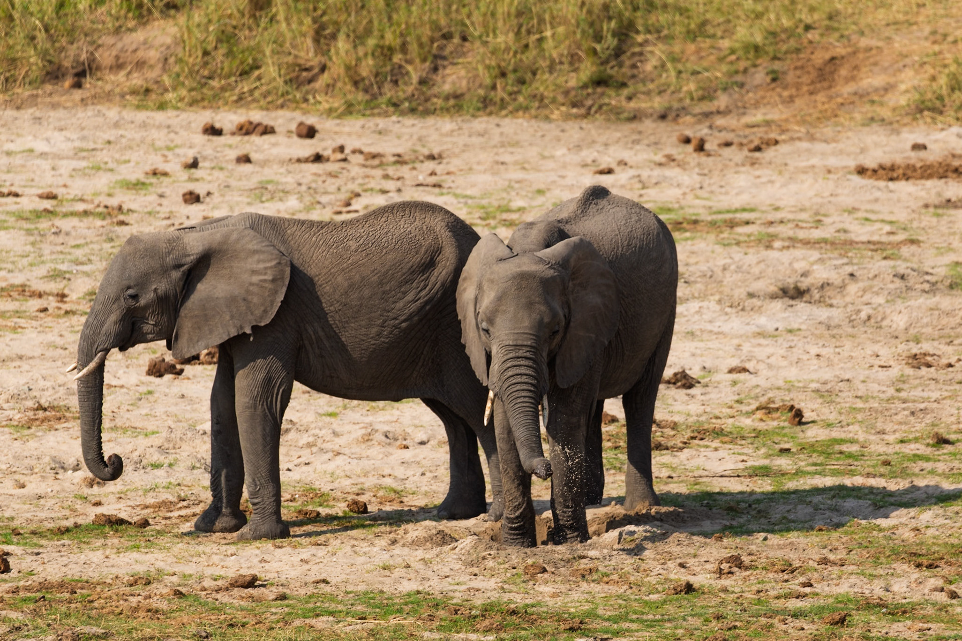 Two elephants in Tarangire National Park, Tanzania. One digs for water in the dry riverbed while the other stands guard.