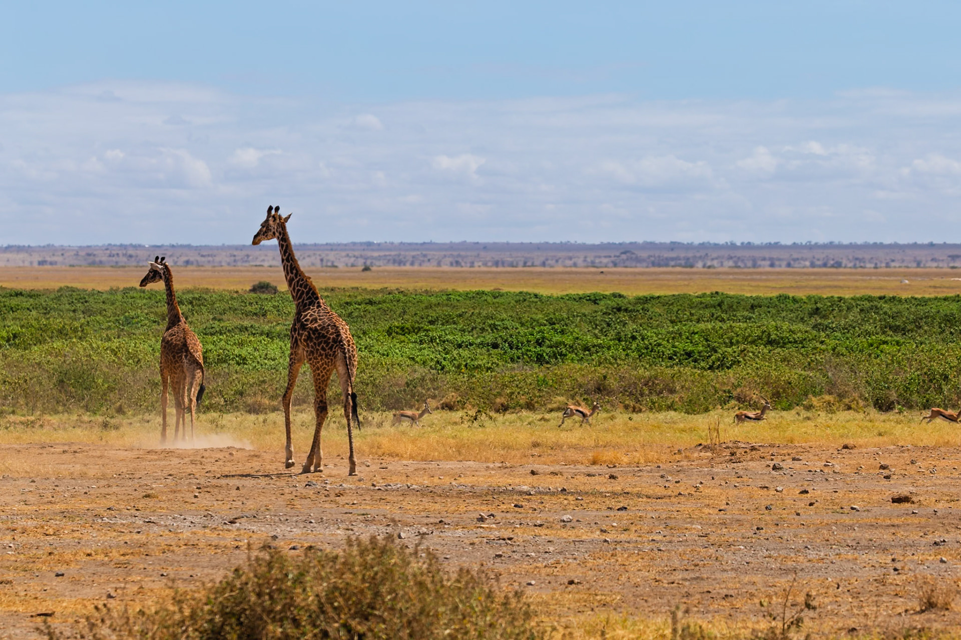 Two giraffes walk across the plains of Amboseli National Park in Kenya, while gazelles graze in the background.