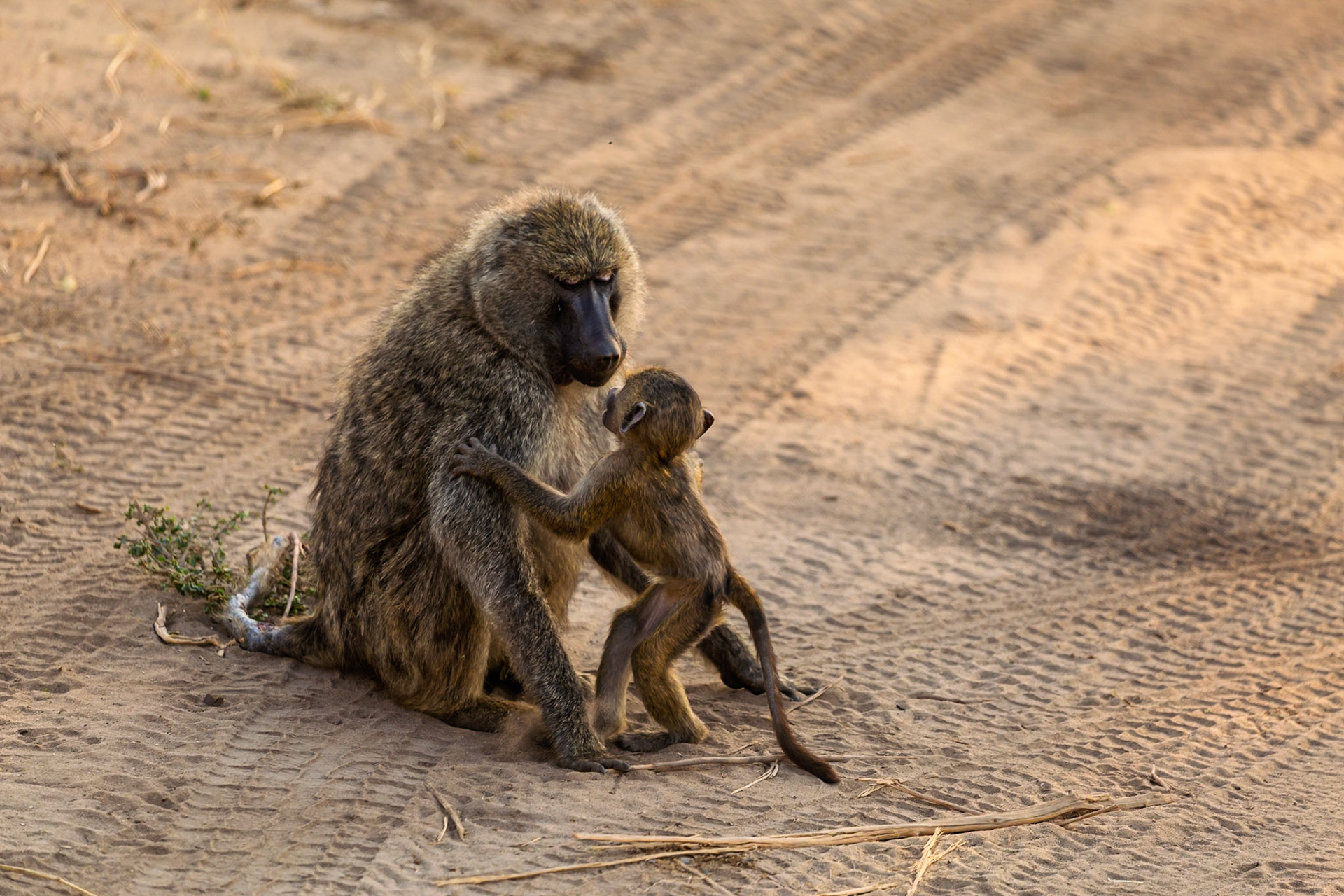 A baboon mother and her baby are seen in Tarangire National Park, Tanzania. The baby is reaching up to its mother for comfort and protection.