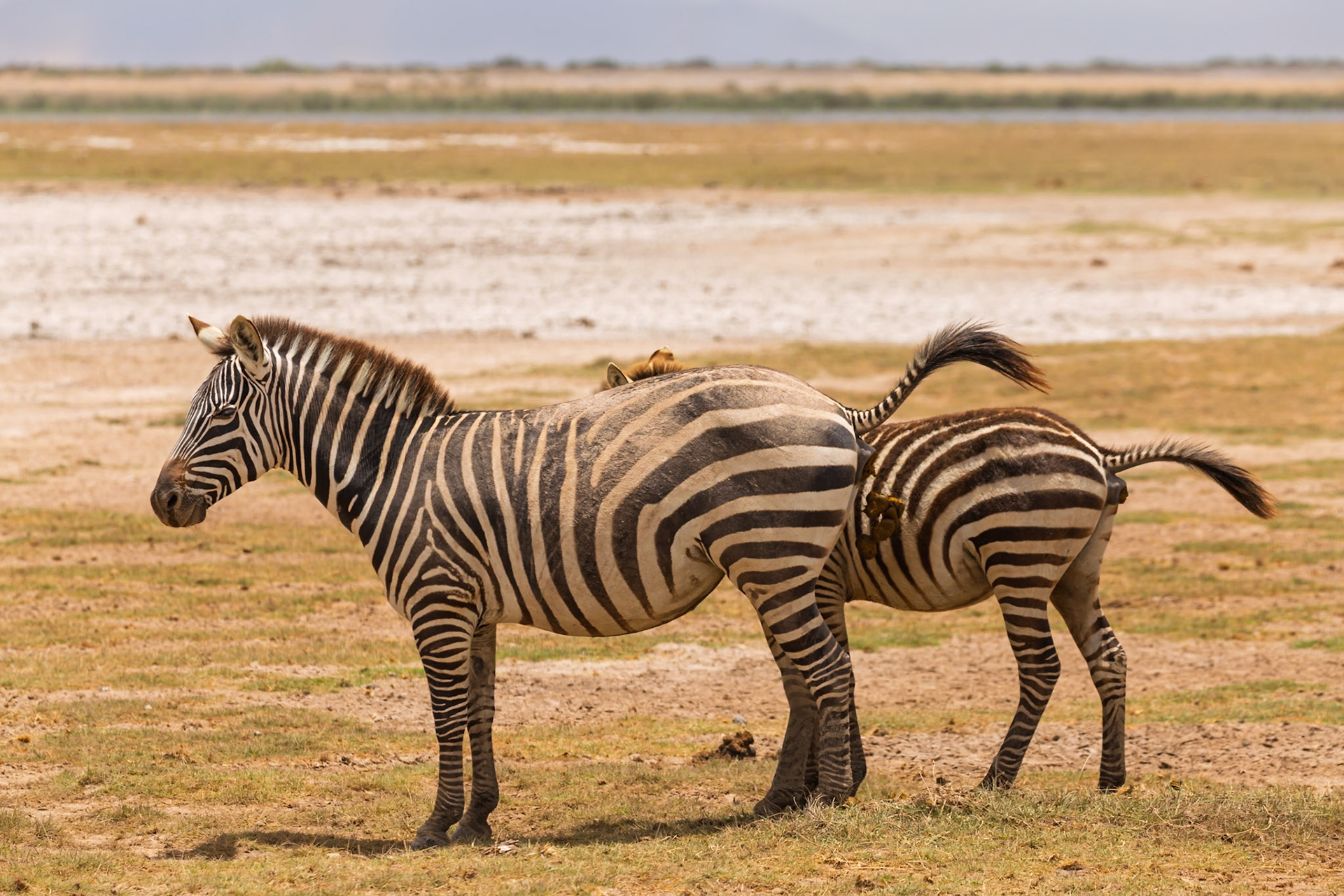 Two zebras stand in Amboseli National Park, Kenya. One zebra defecates on the other, possibly as a dominance display.