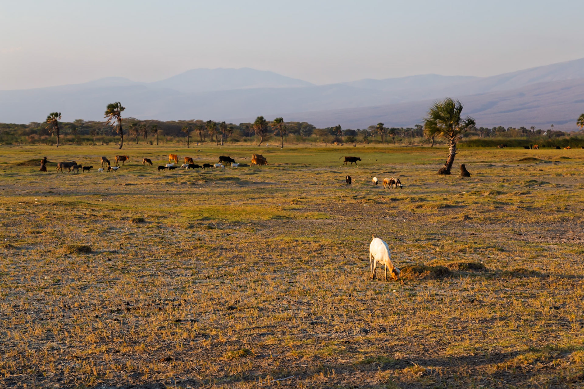 Lake Eyasi, Tanzania - September 27th 2025: A Maasai herdsman tends to his cattle and goats in the dry grasslands.