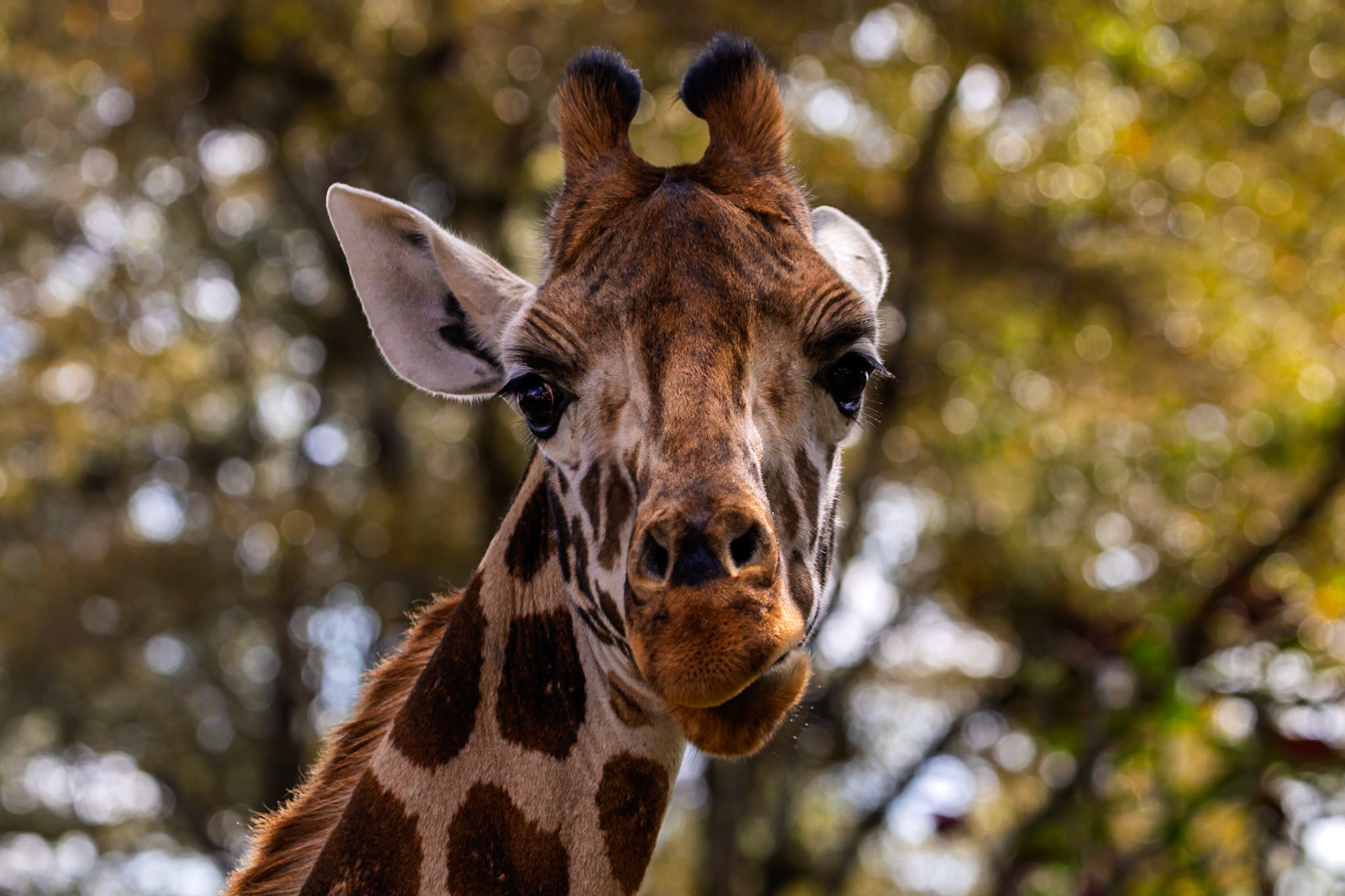 A giraffe stares intently at the camera at the Giraffe Center in Kenya, likely hoping for a tasty treat.