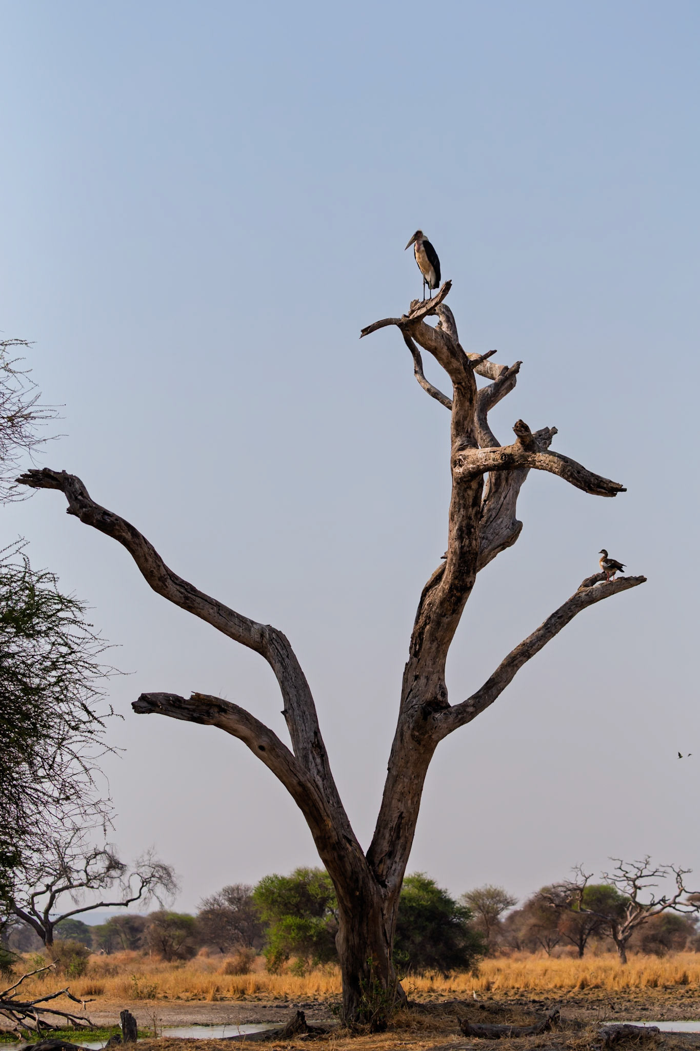 A Marabou Stork and an Egyptian Goose perch on a dead tree in Tarangire National Park, Tanzania, surveying the dry landscape.