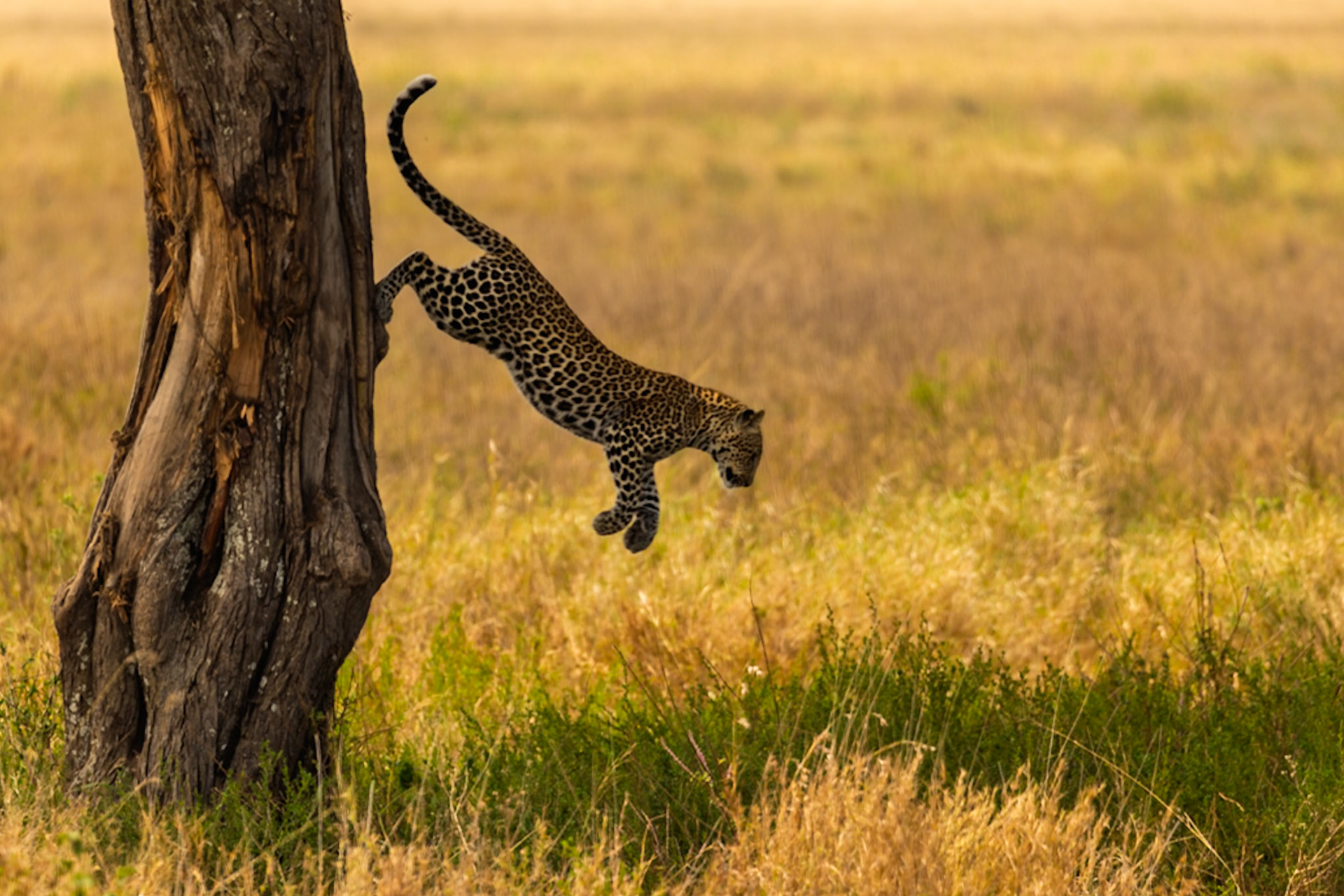An agile leopard leaps from a tree onto the golden savanna of Serengeti National Park, Tanzania, captured in mid-air as it descends.