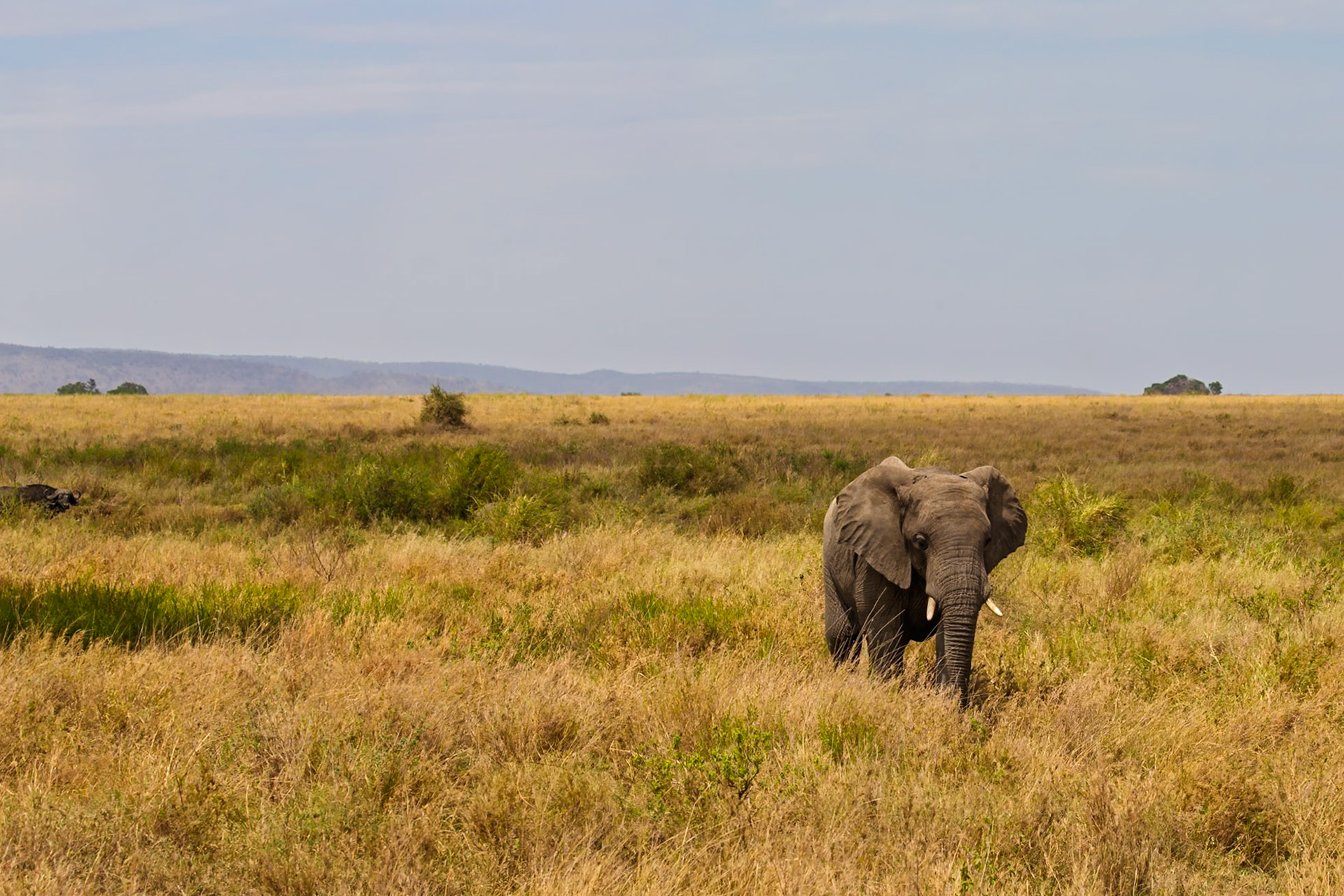 An elephant grazes in Serengeti National Park, Tanzania, seeking food and water in its natural habitat.