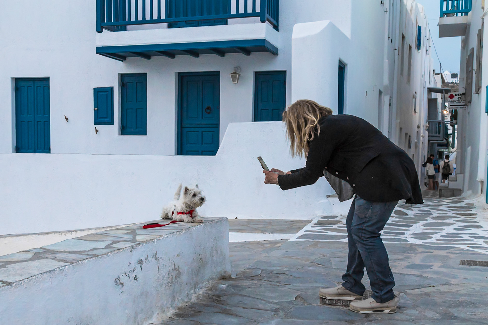 Mykonos, Greece - May 23rd 2018: A tourist takes a photo of a West Highland Terrier dog sitting on a wall in front of a white building.