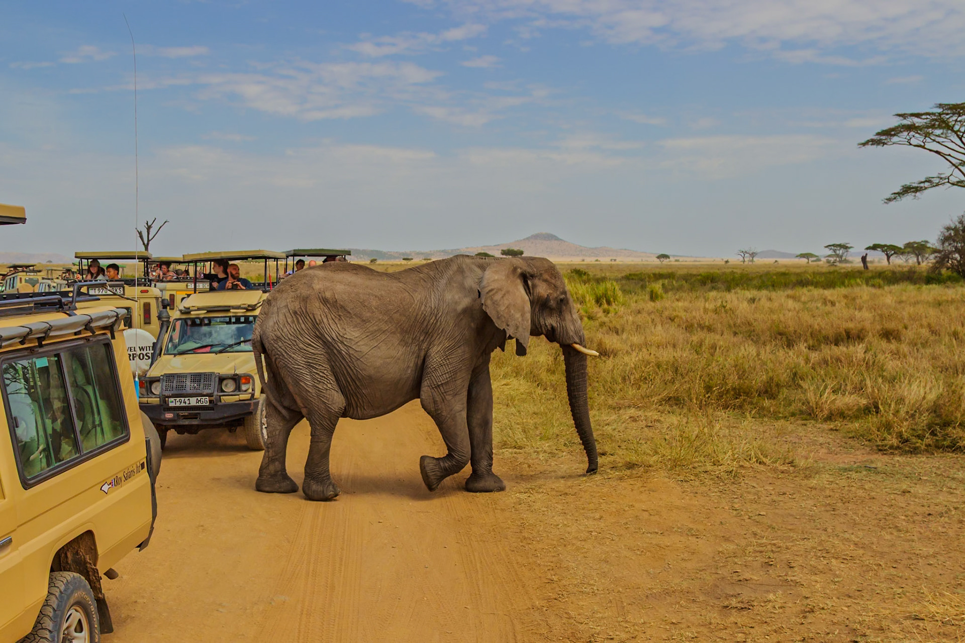 Tourists in safari vehicles watch an elephant cross the road in Serengeti National Park, Tanzania.