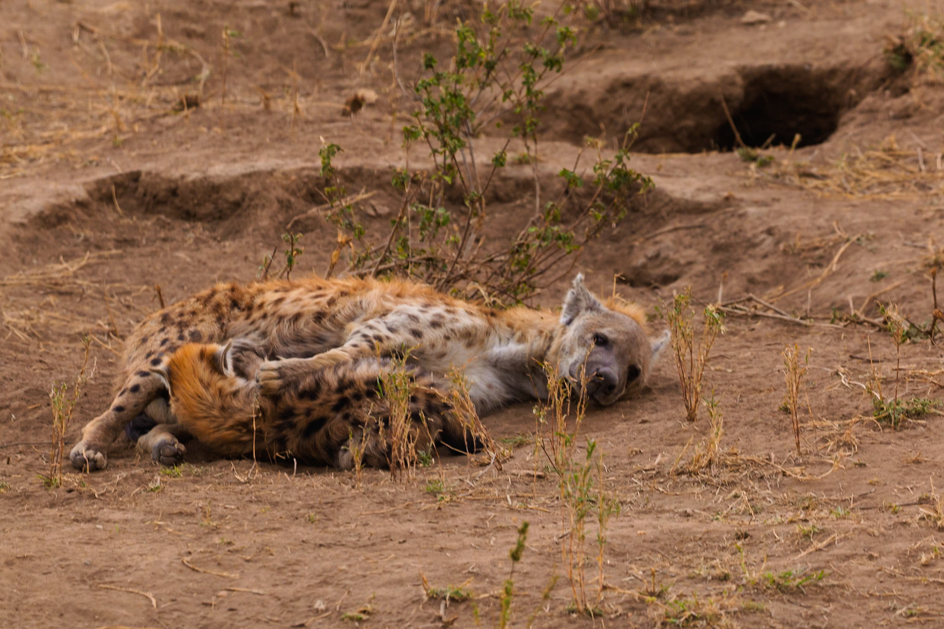 A spotted hyena rests near its den in Tanzania's Serengeti National Park, seeking shade and conserving energy during the day.