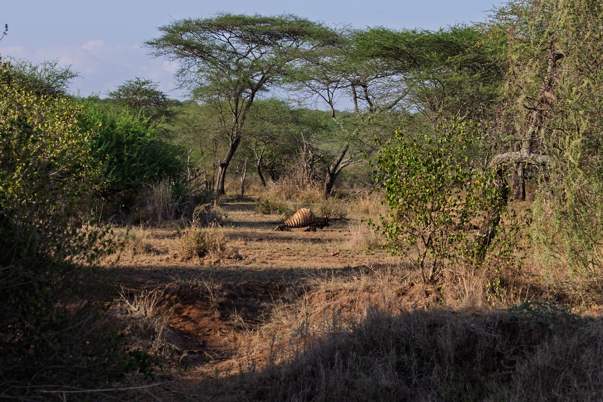A zebra carcass lies in the Serengeti National Park, Tanzania, likely the remains of a predator's meal.