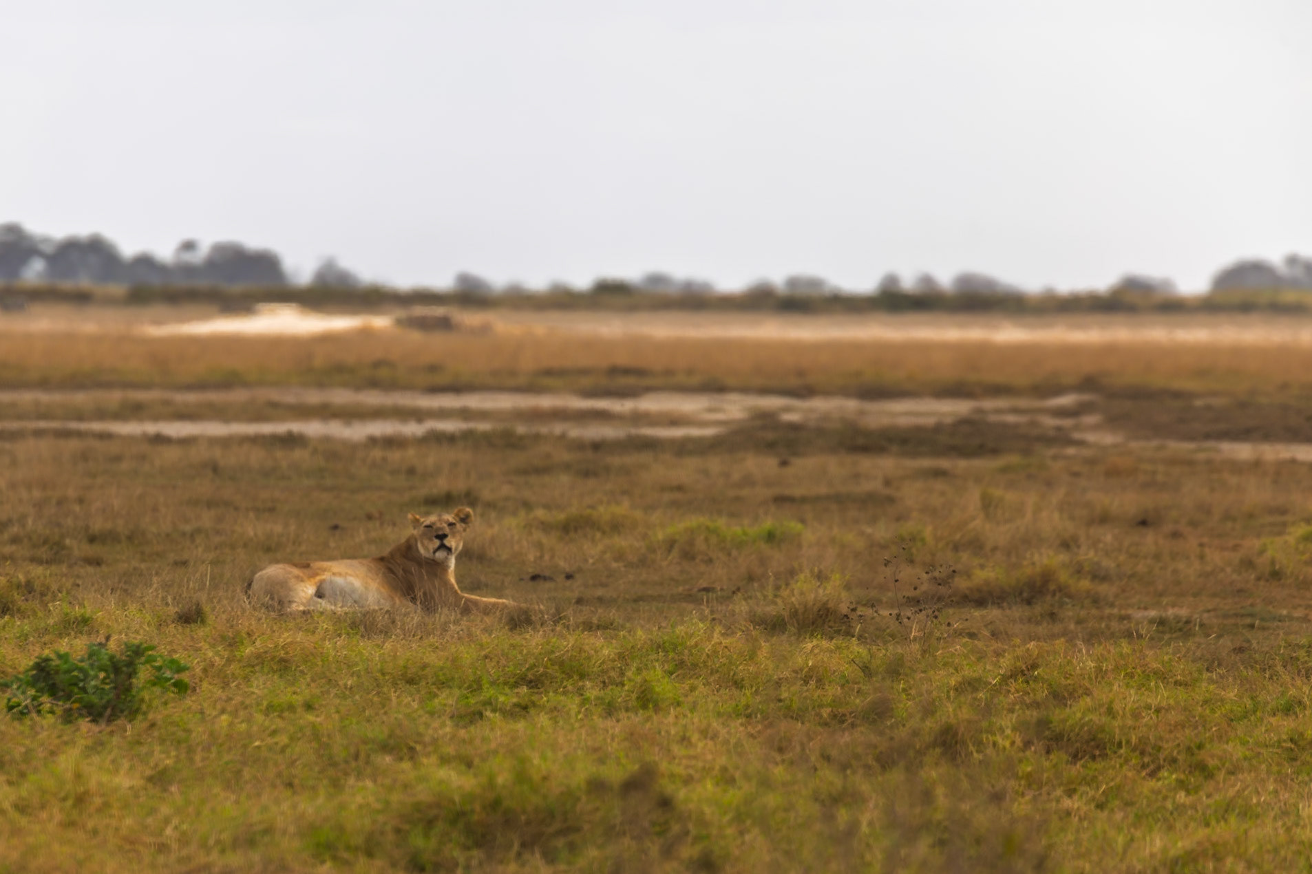 A lion rests in the grass in Kenya's Amboseli National Park, likely conserving energy for a hunt or to protect its territory.